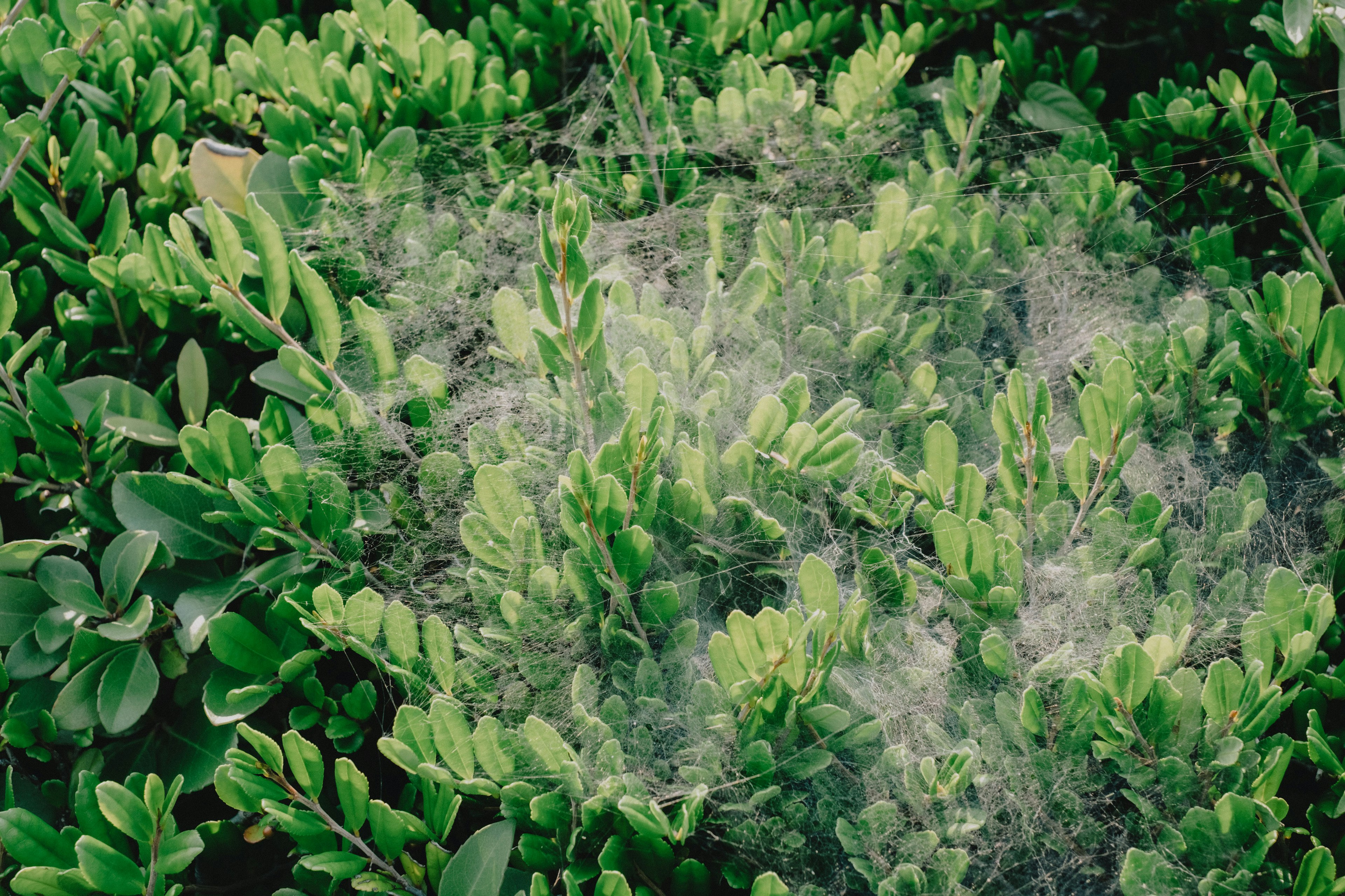 A spider web spread among green leaves