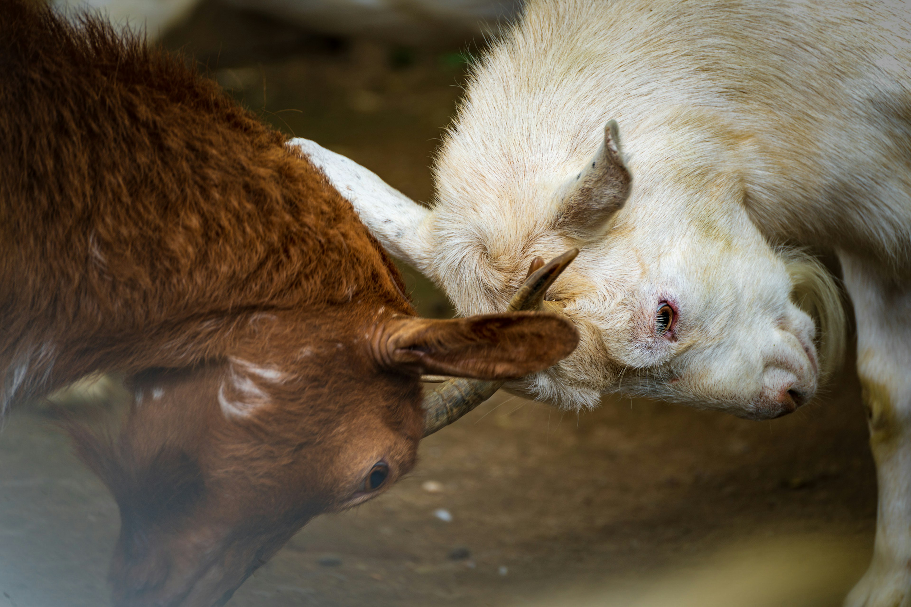 Acercamiento de dos cabras dándose cabezazos