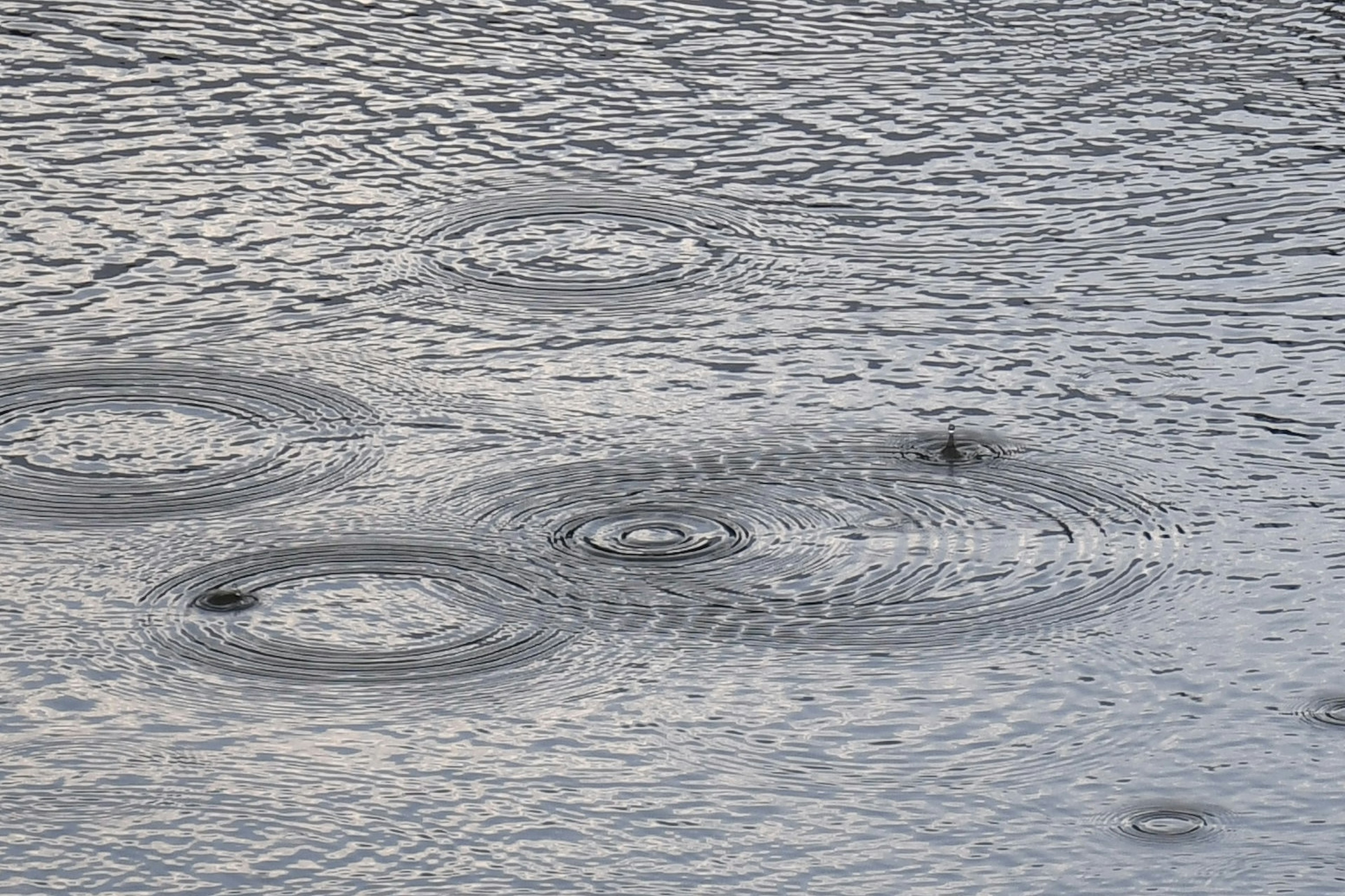 Ripples on the water surface created by raindrops