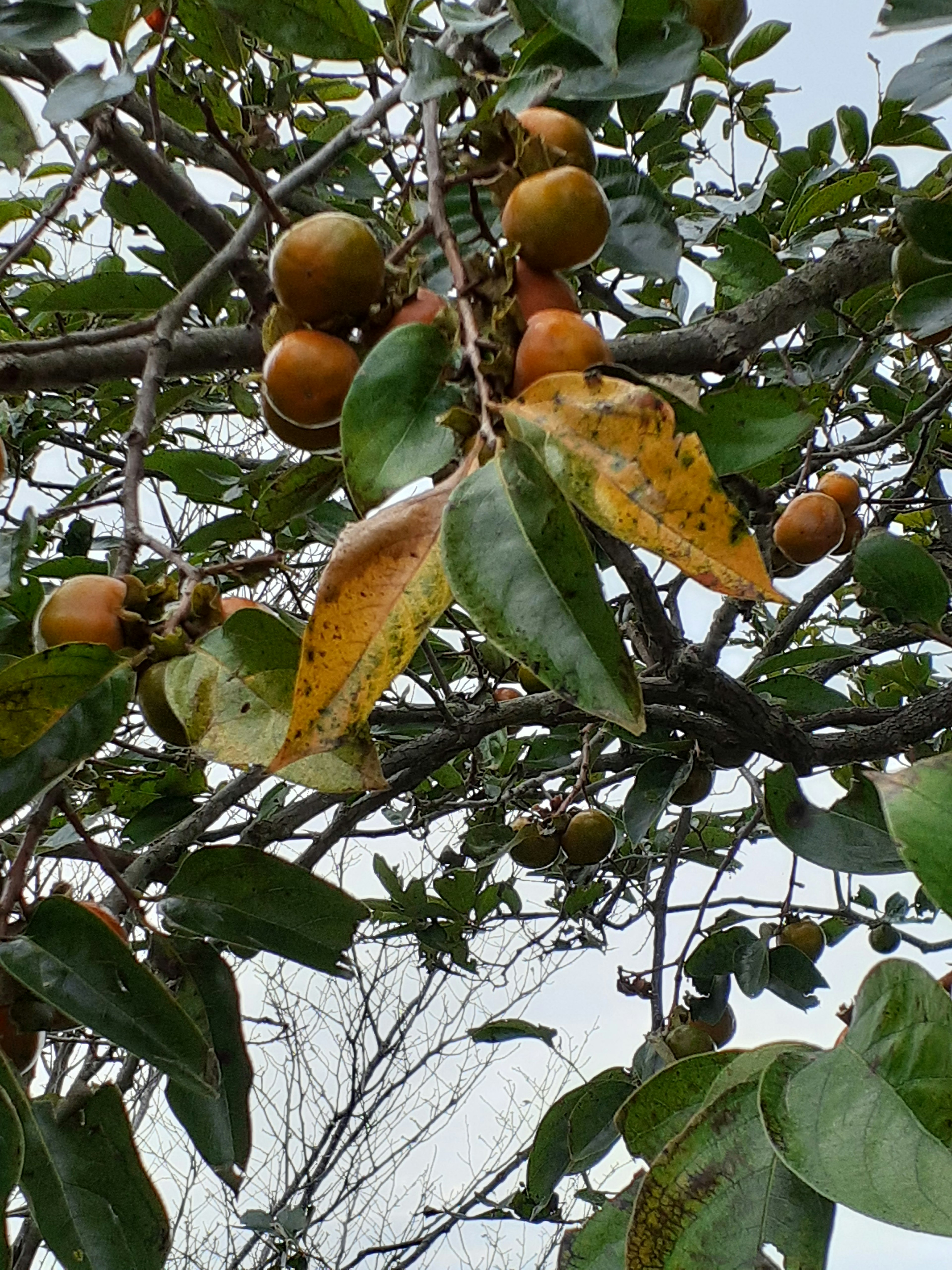 Äste eines Baumes mit Früchten und grünen Blättern