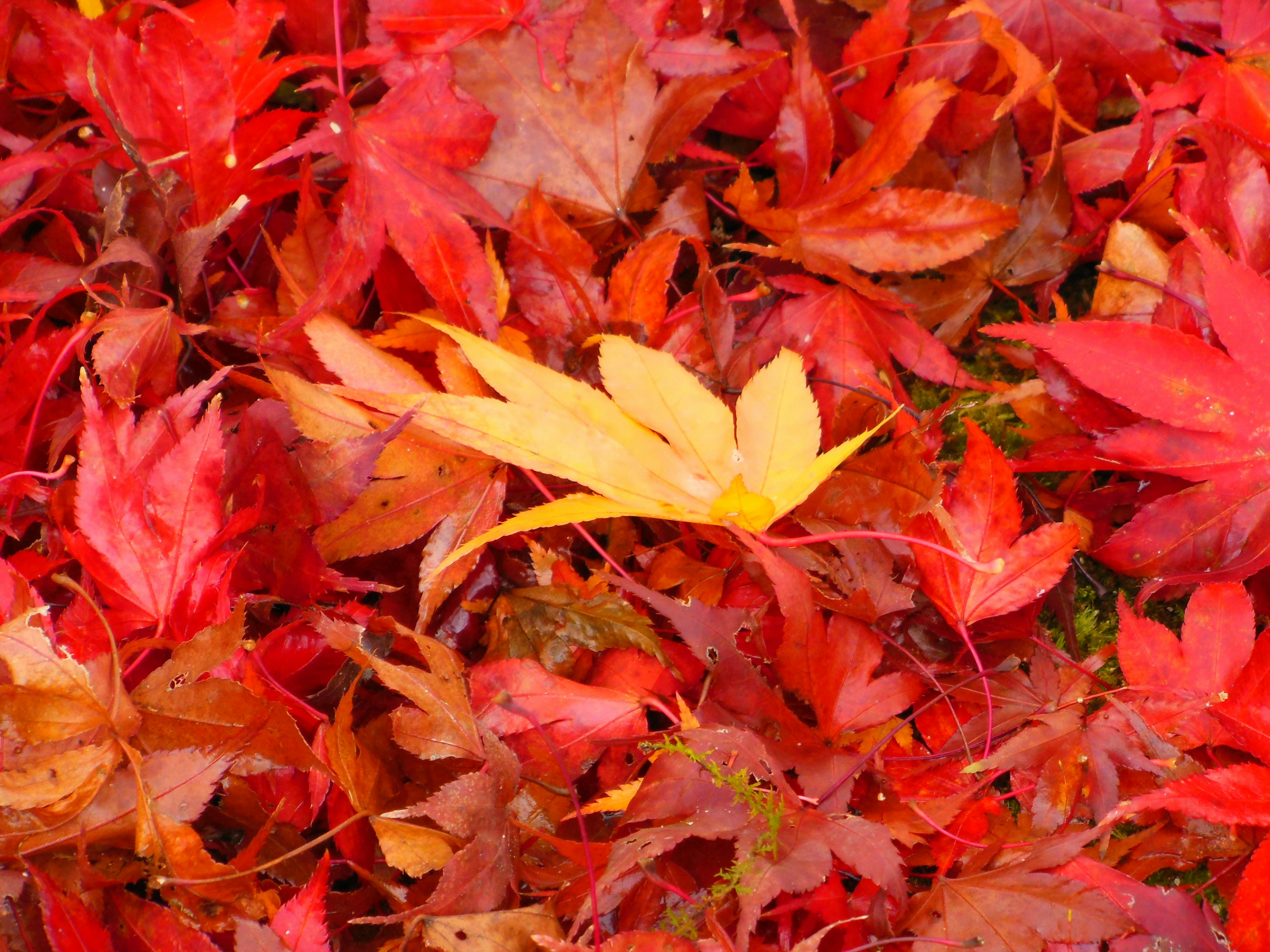 Une scène vibrante de feuilles rouges avec une feuille jaune proéminente parmi elles