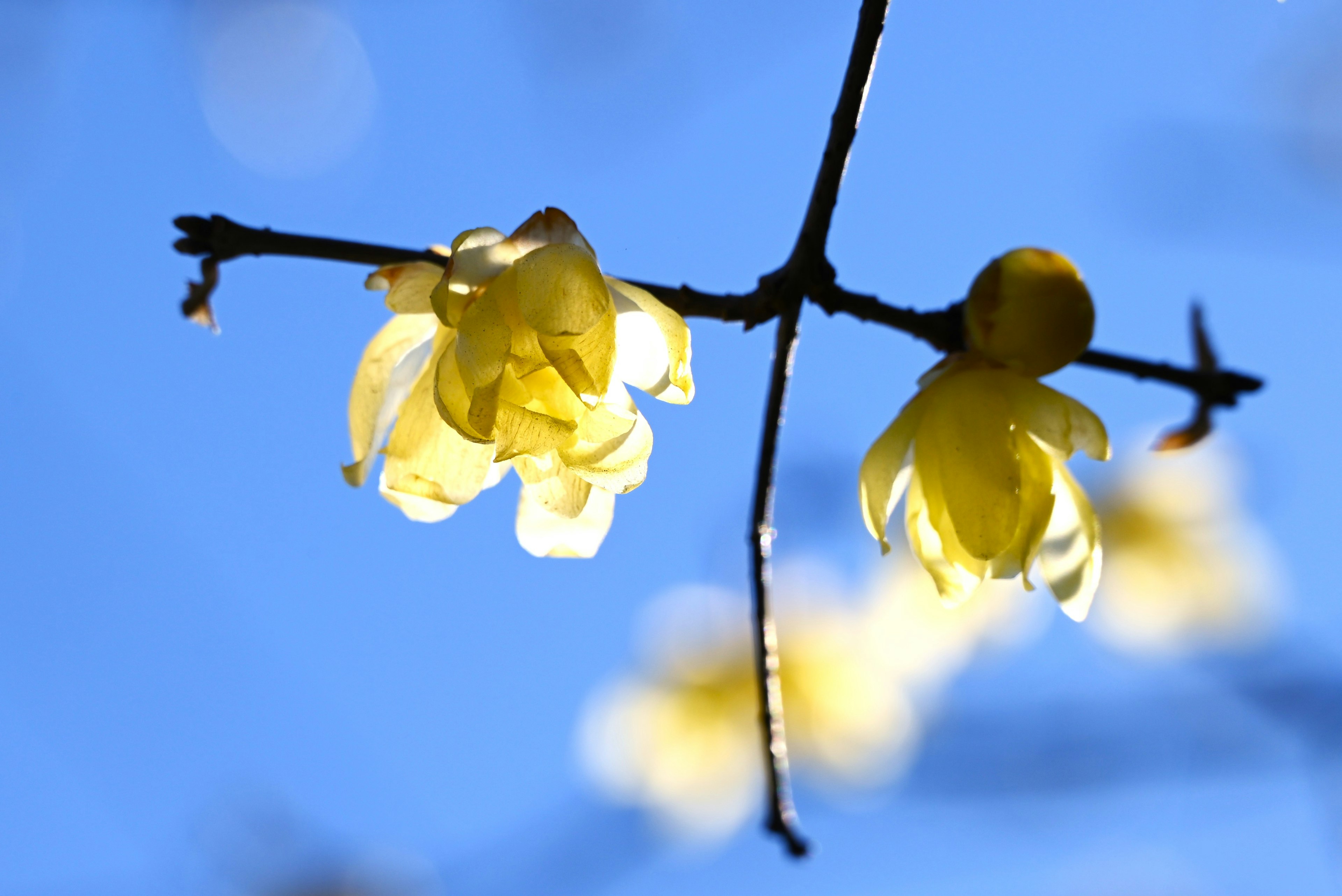 Gros plan de fleurs jaunes en fleurs sur une branche contre un ciel bleu