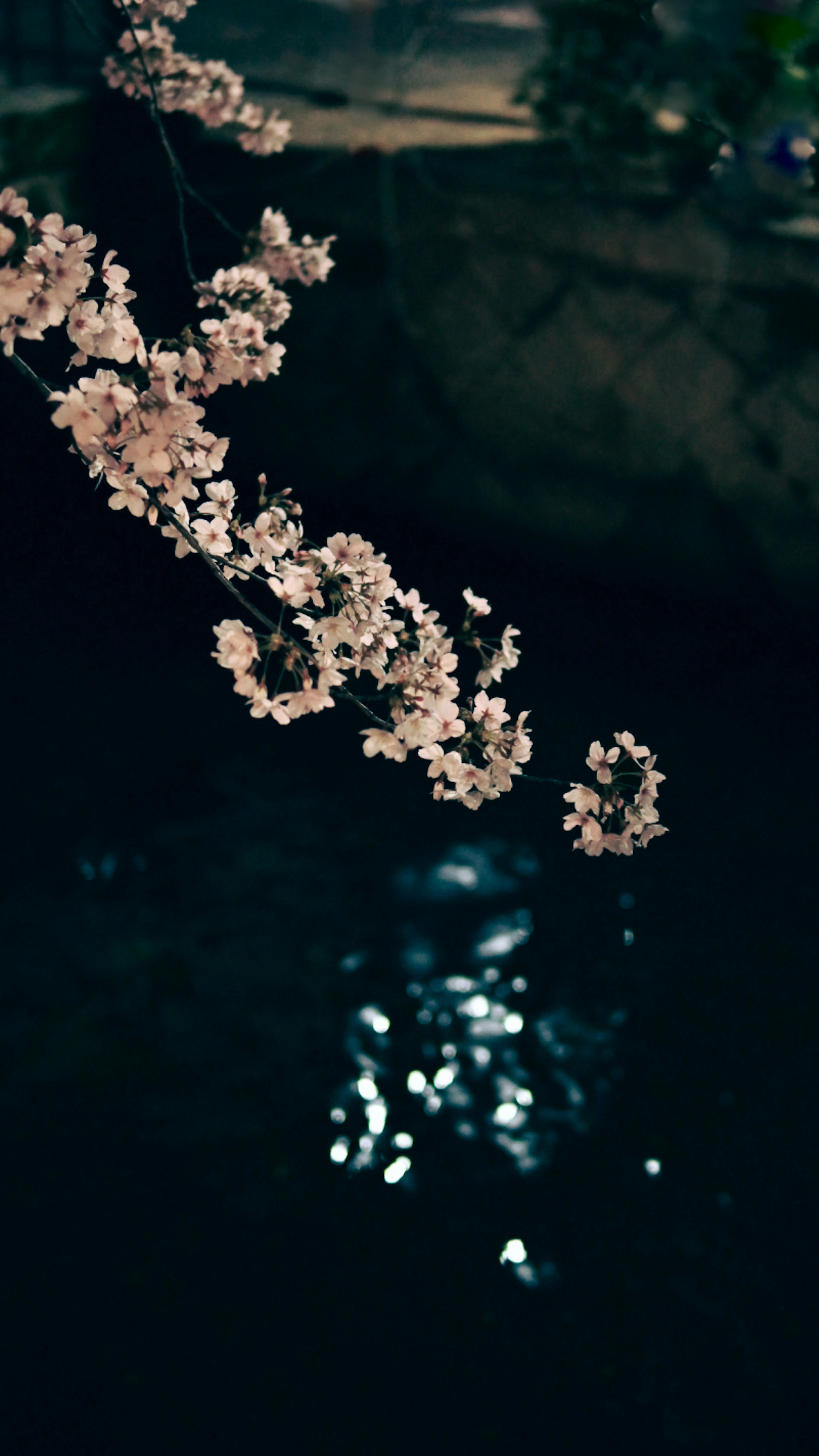 Flores de cerezo sobre agua brillante