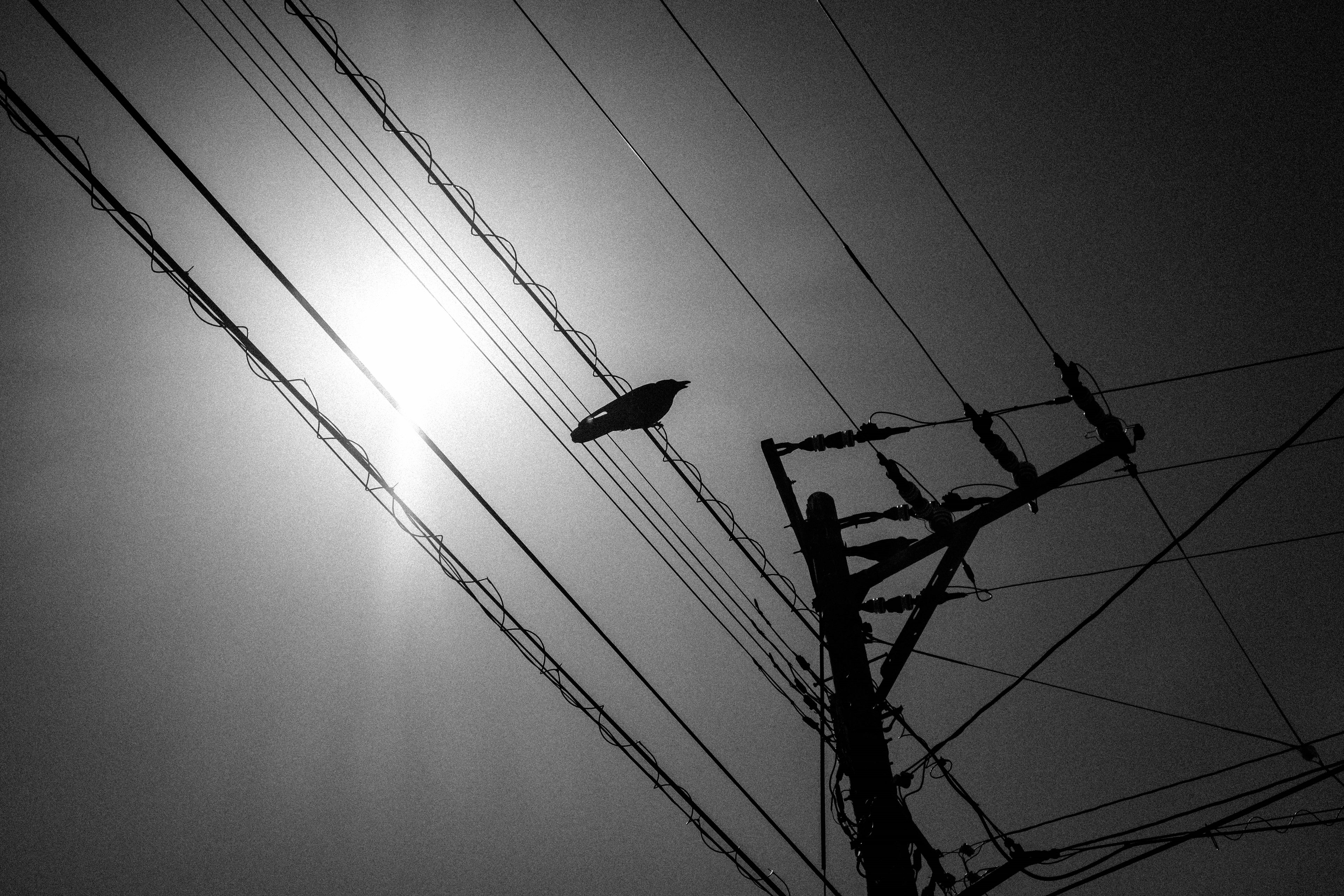 Silhouette of power lines against the sun in black and white