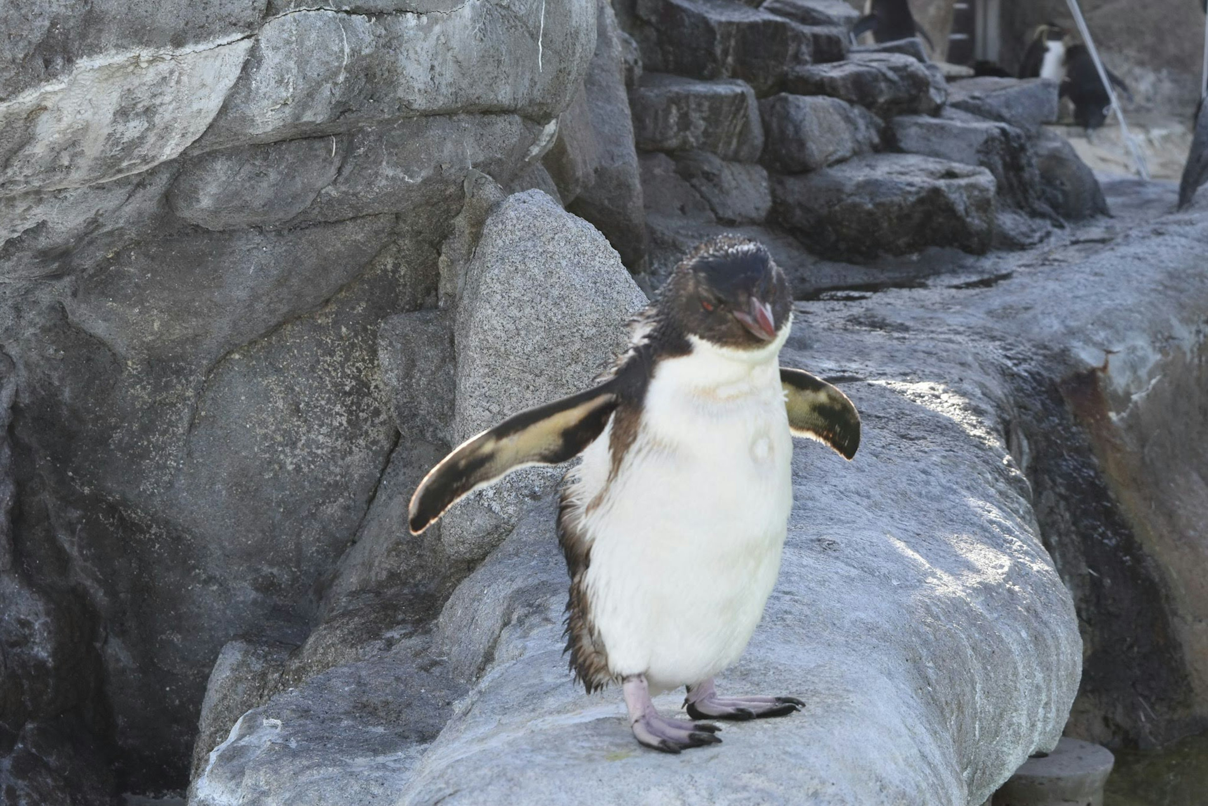 Pinguino in piedi su una roccia con le ali leggermente aperte