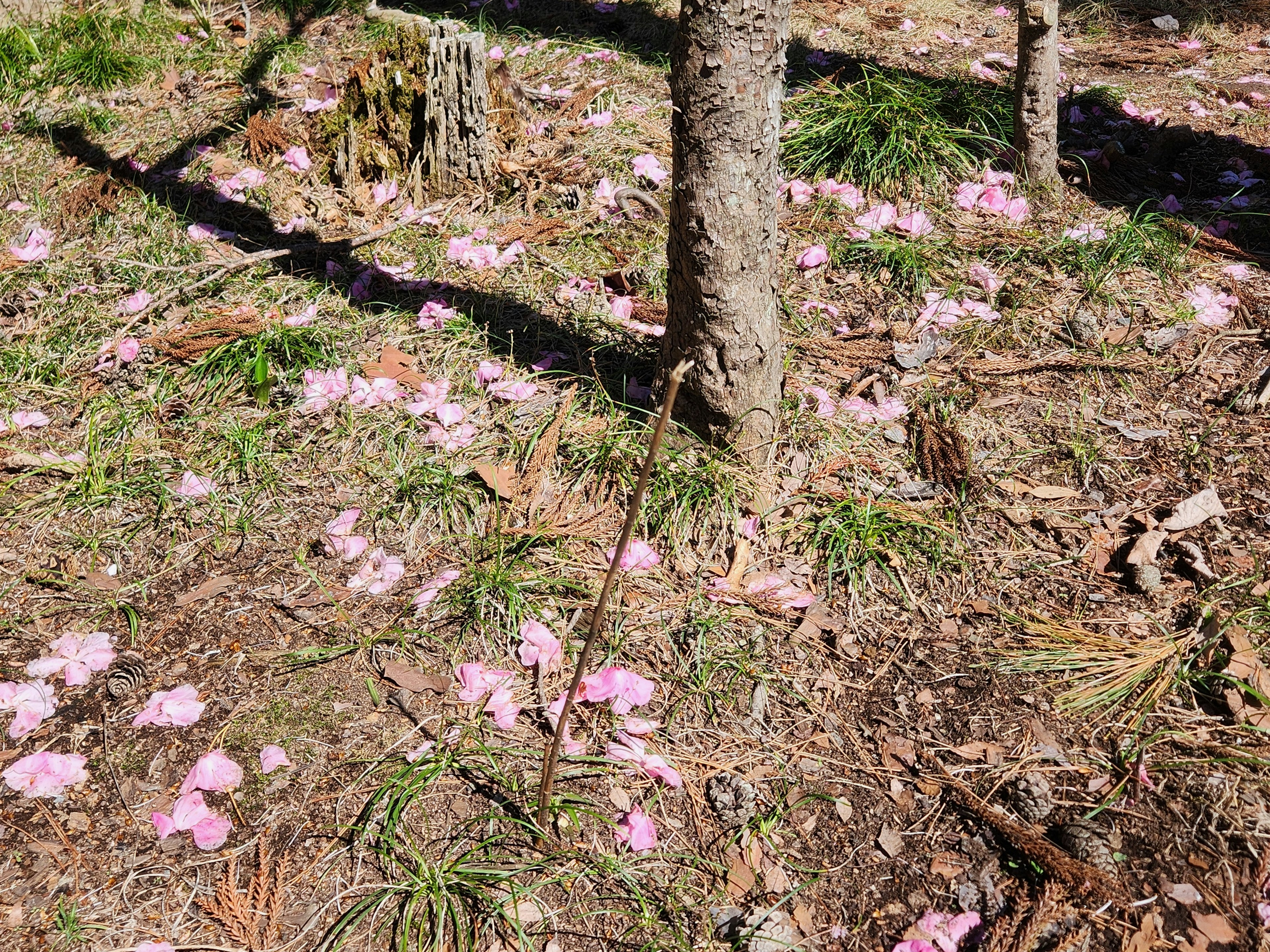 Petal-petal bunga merah muda yang tersebar dan rumput hijau di bawah pohon