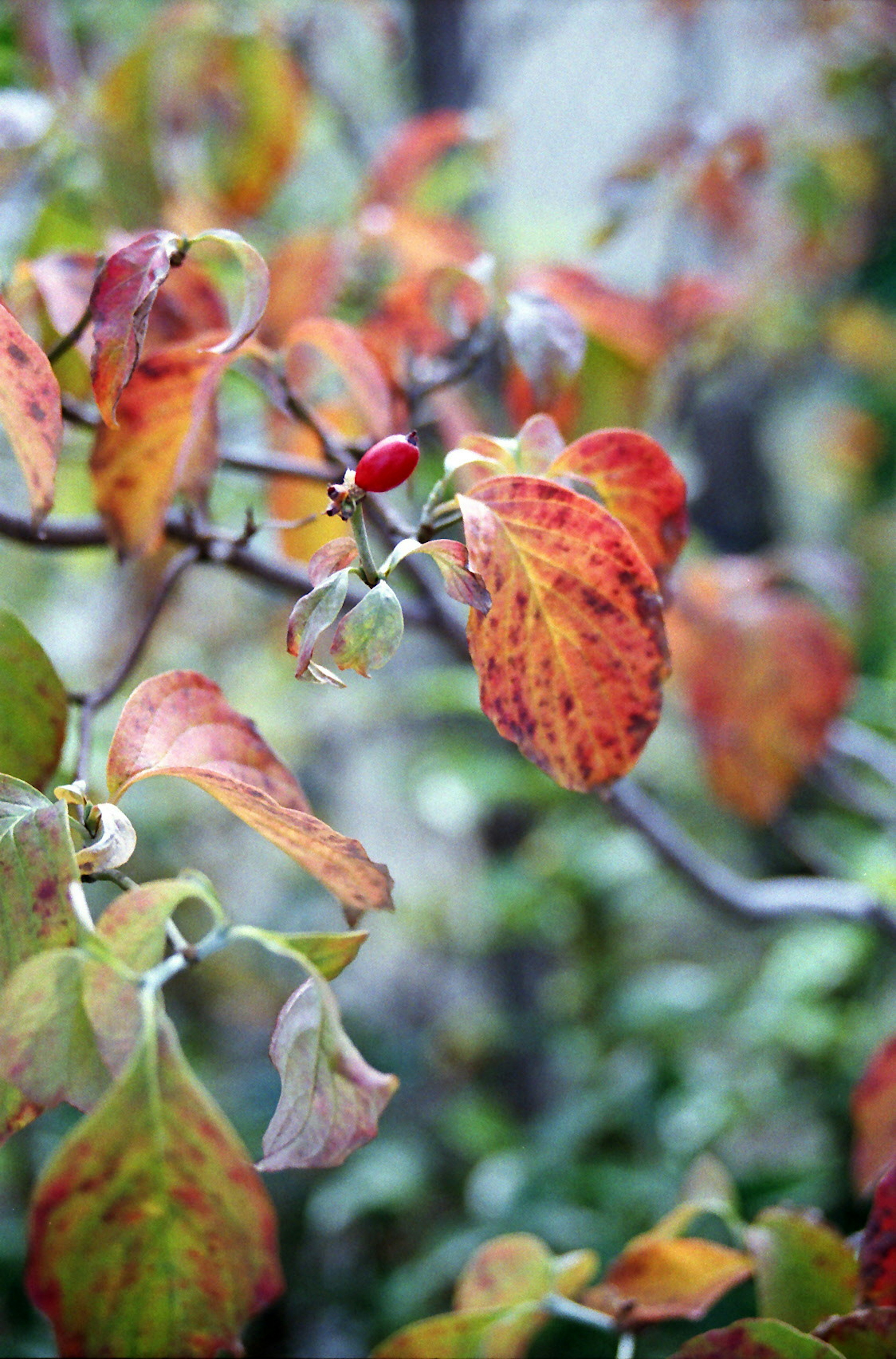 Nahaufnahme von Ästen mit bunten Herbstblättern und einer roten Beere