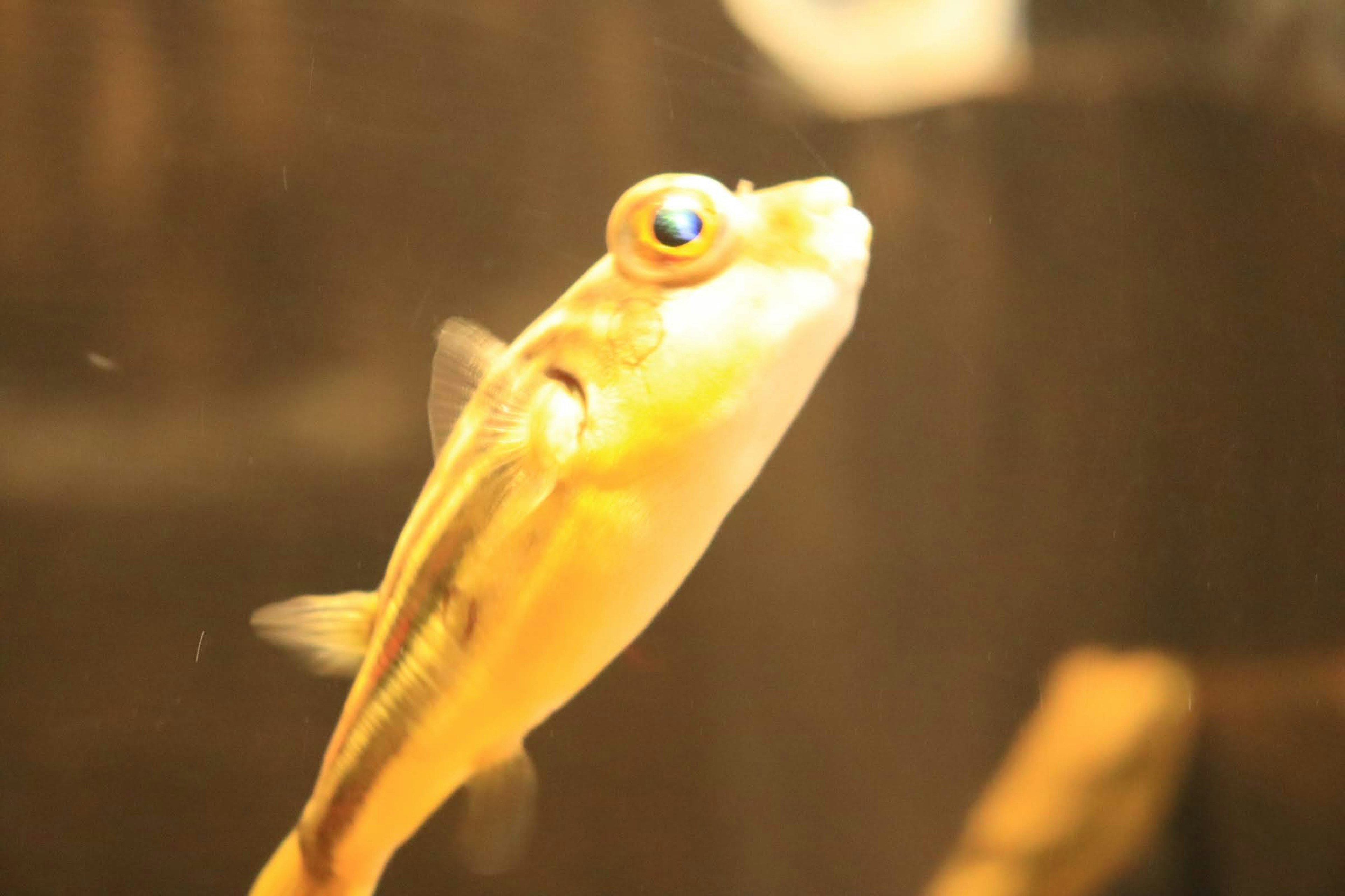 Close-up image of a yellow fish swimming in an aquarium