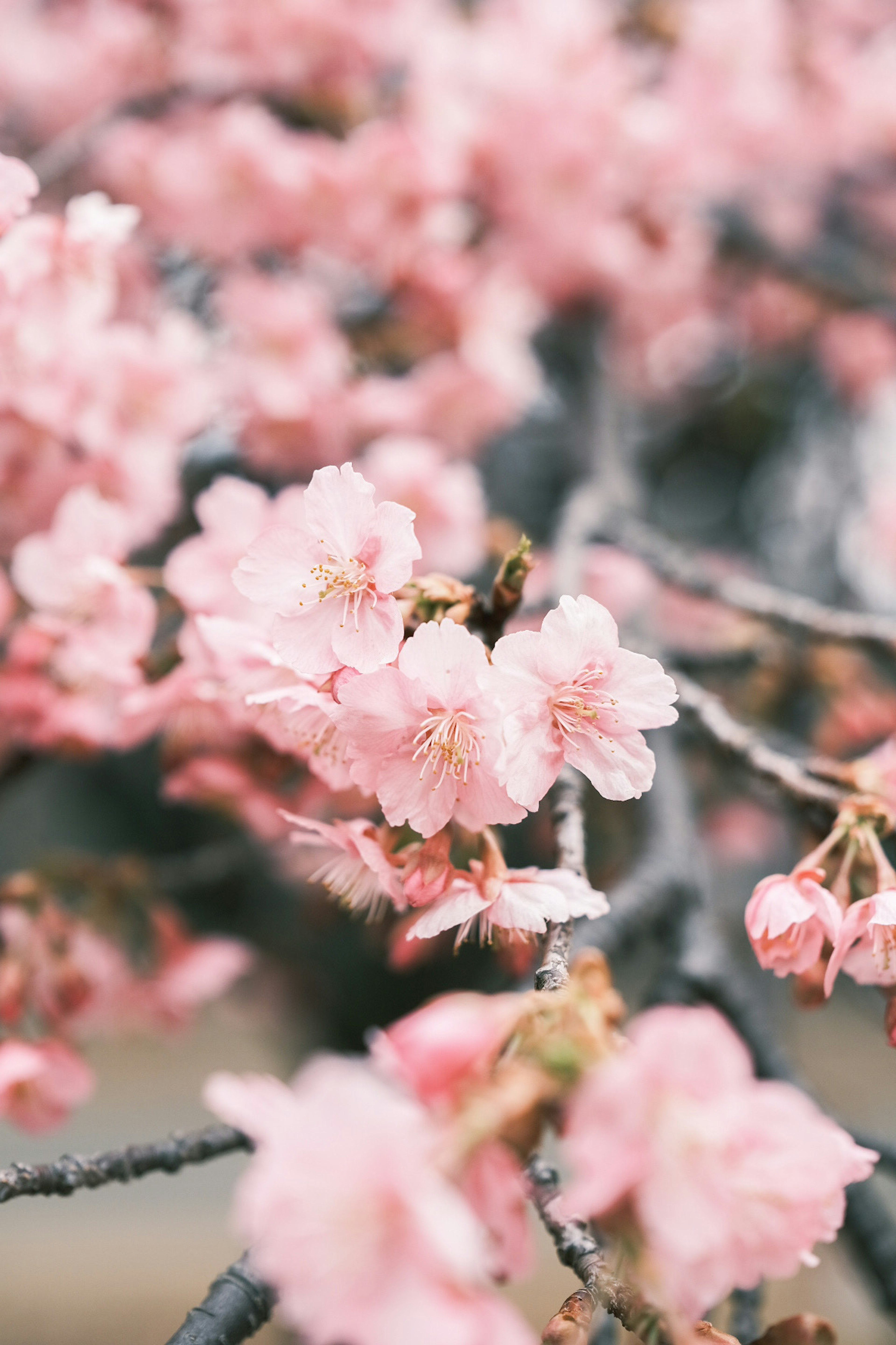 Close-up of cherry blossoms blooming on branches with beautiful pink petals