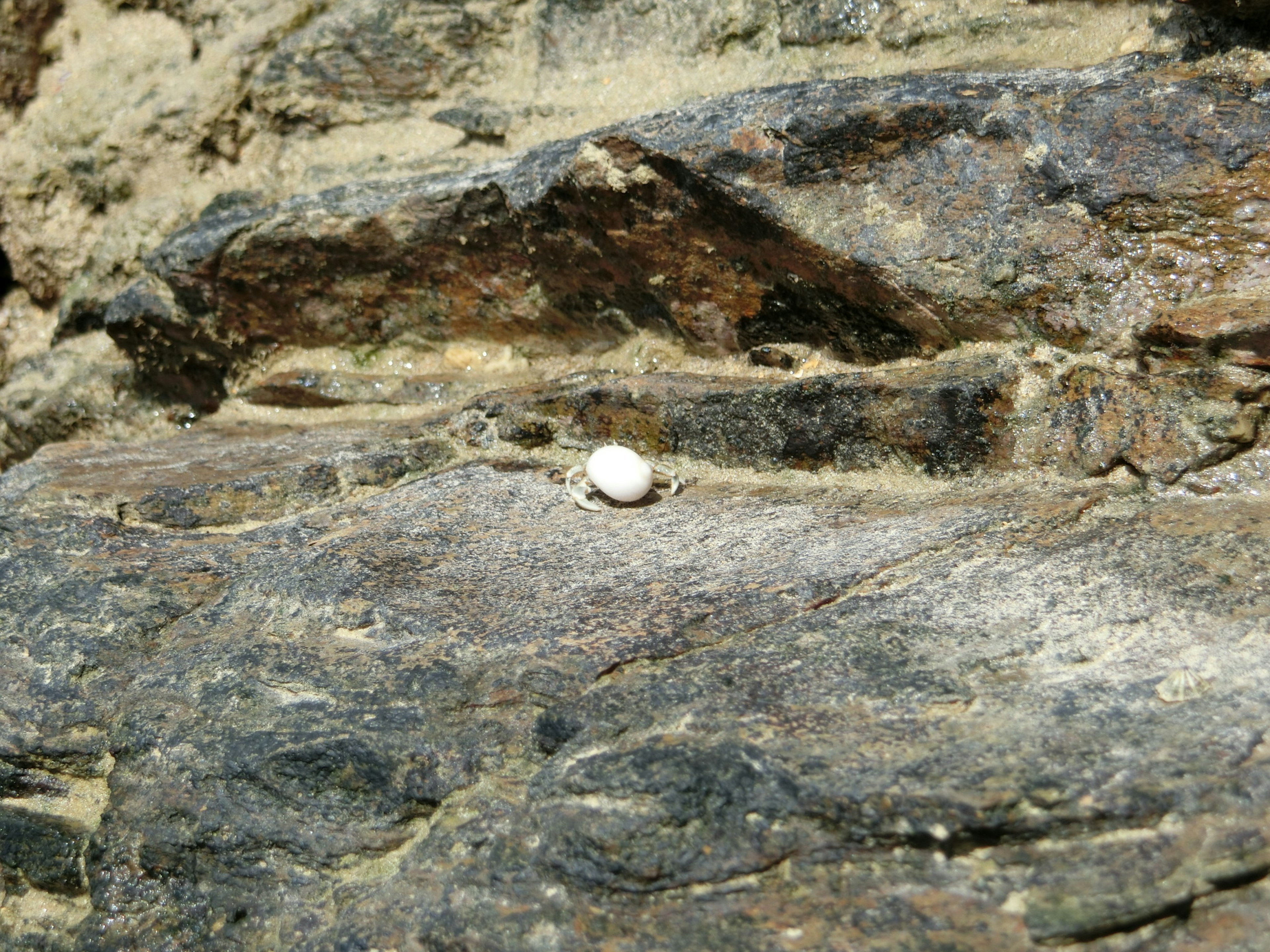 A white egg resting on textured rock