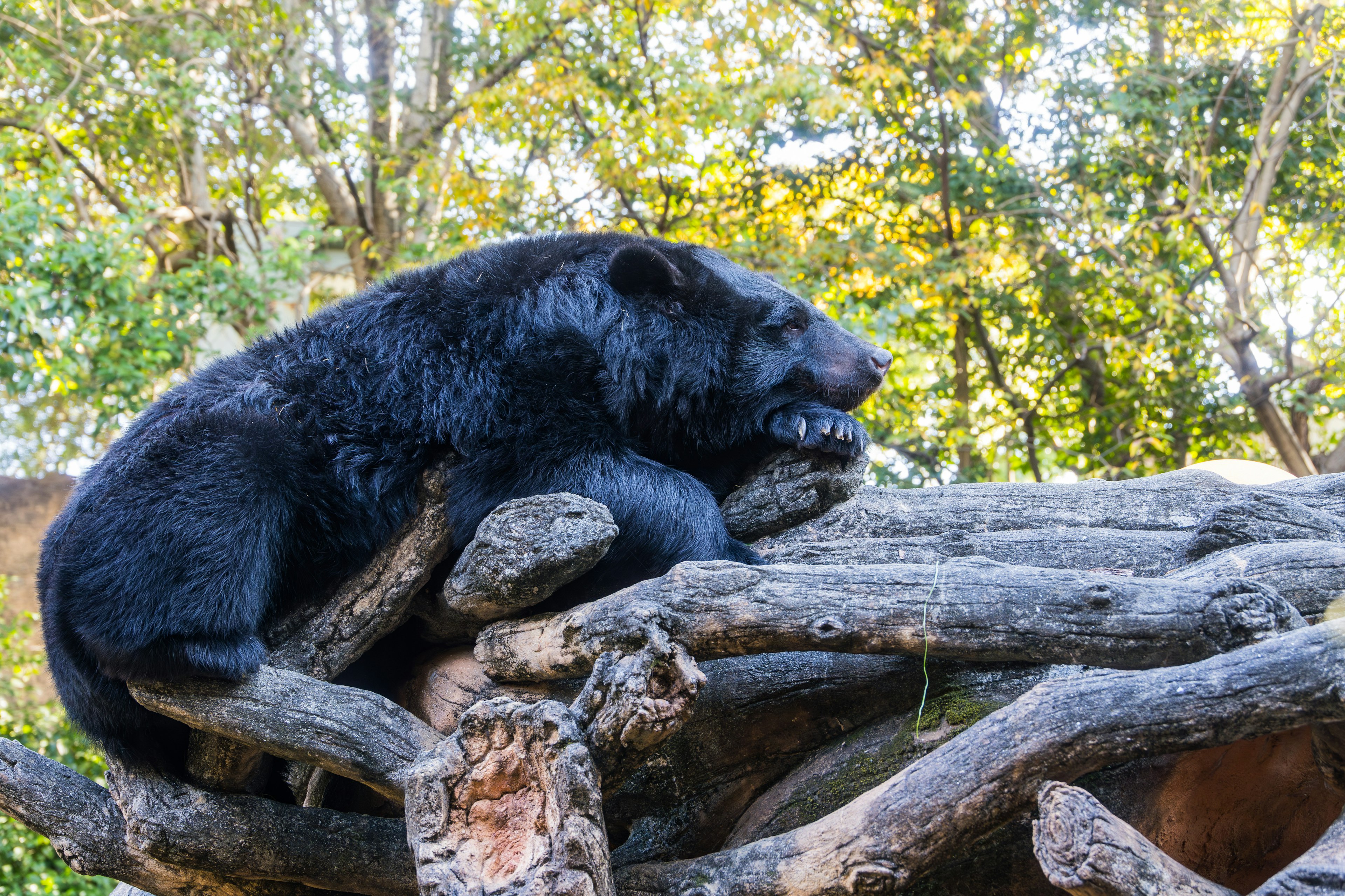 Ein schwarzer Bär ruht sich auf Baumästen aus