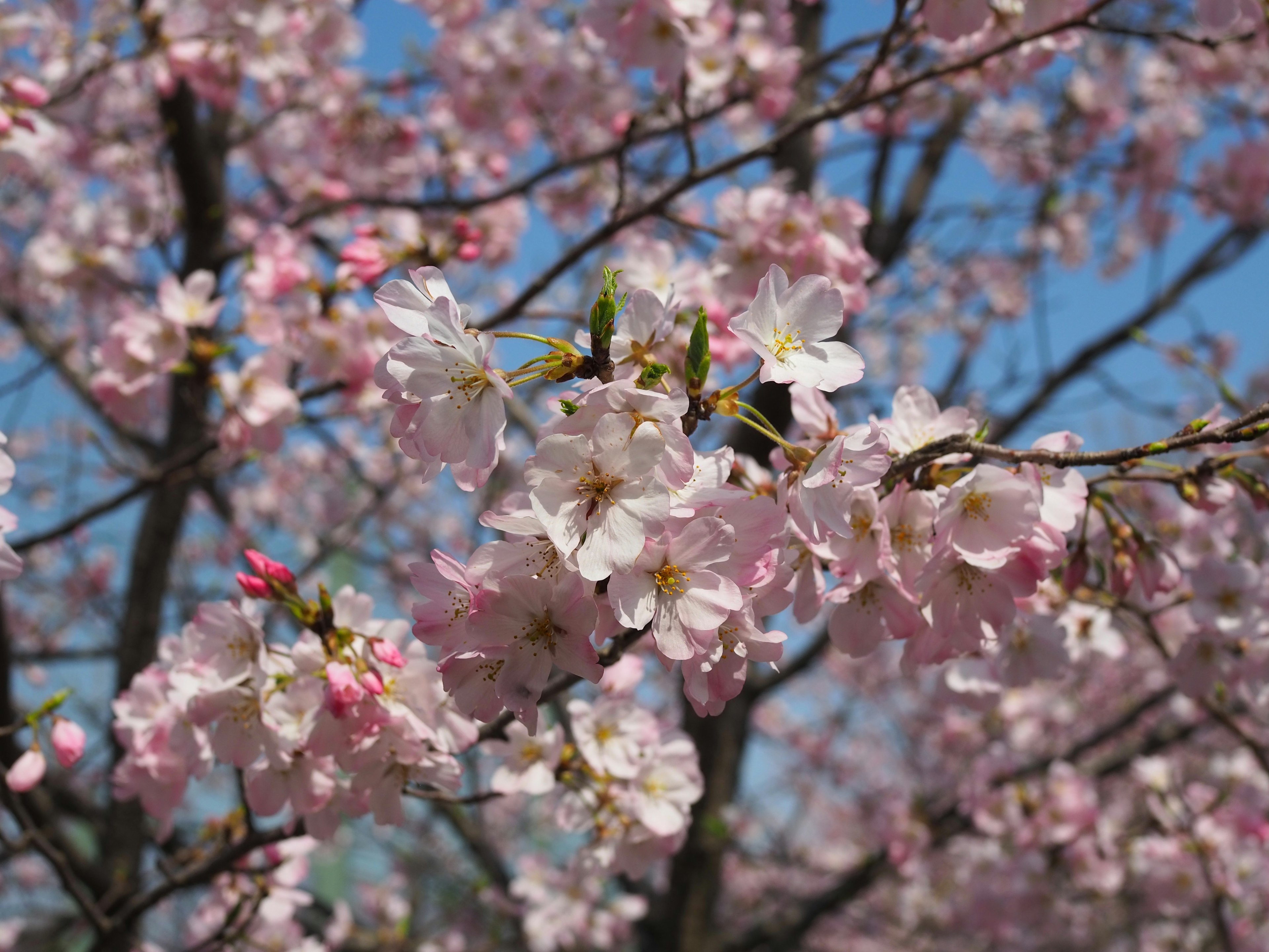 Cherry blossoms blooming against a blue sky