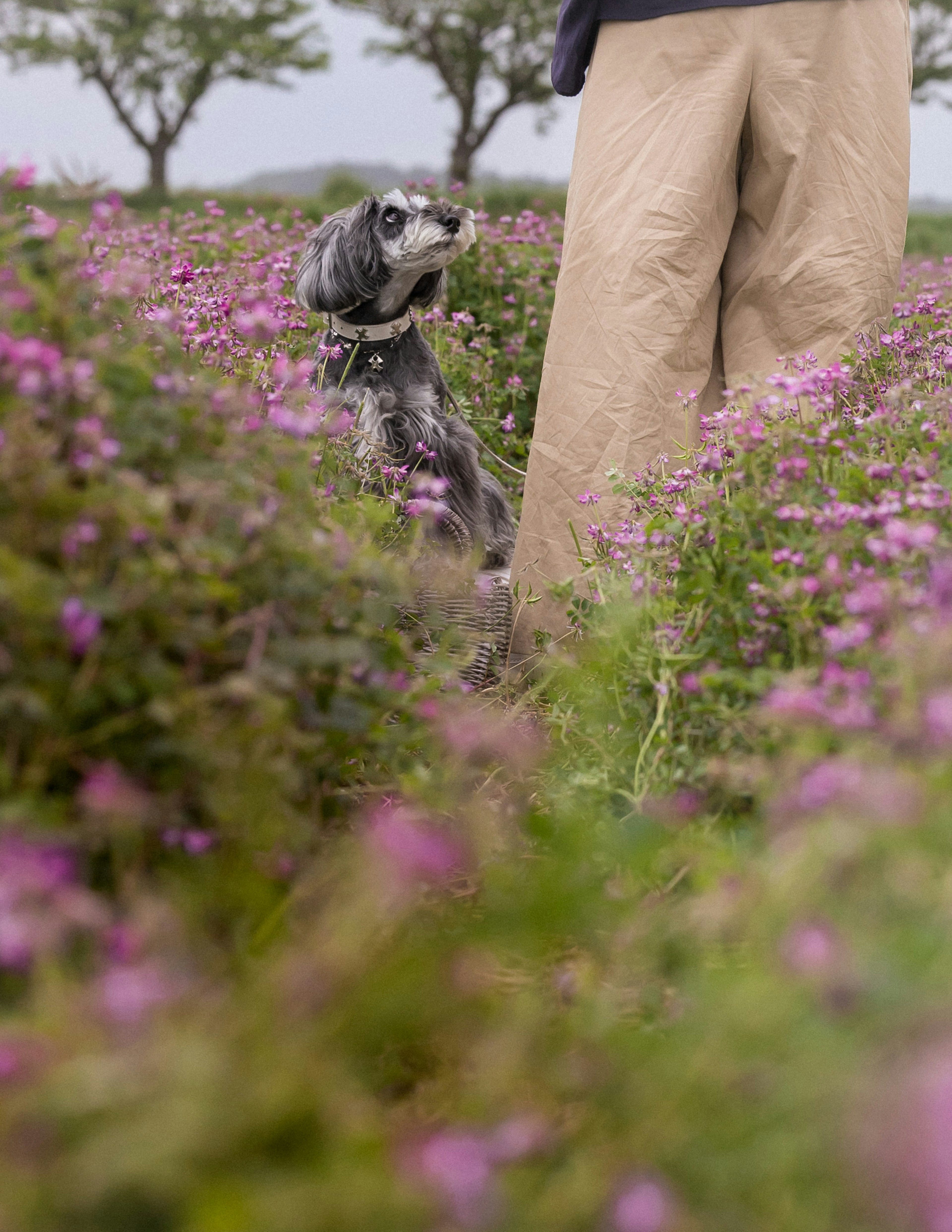 A dog and a person's lower body in a flower field