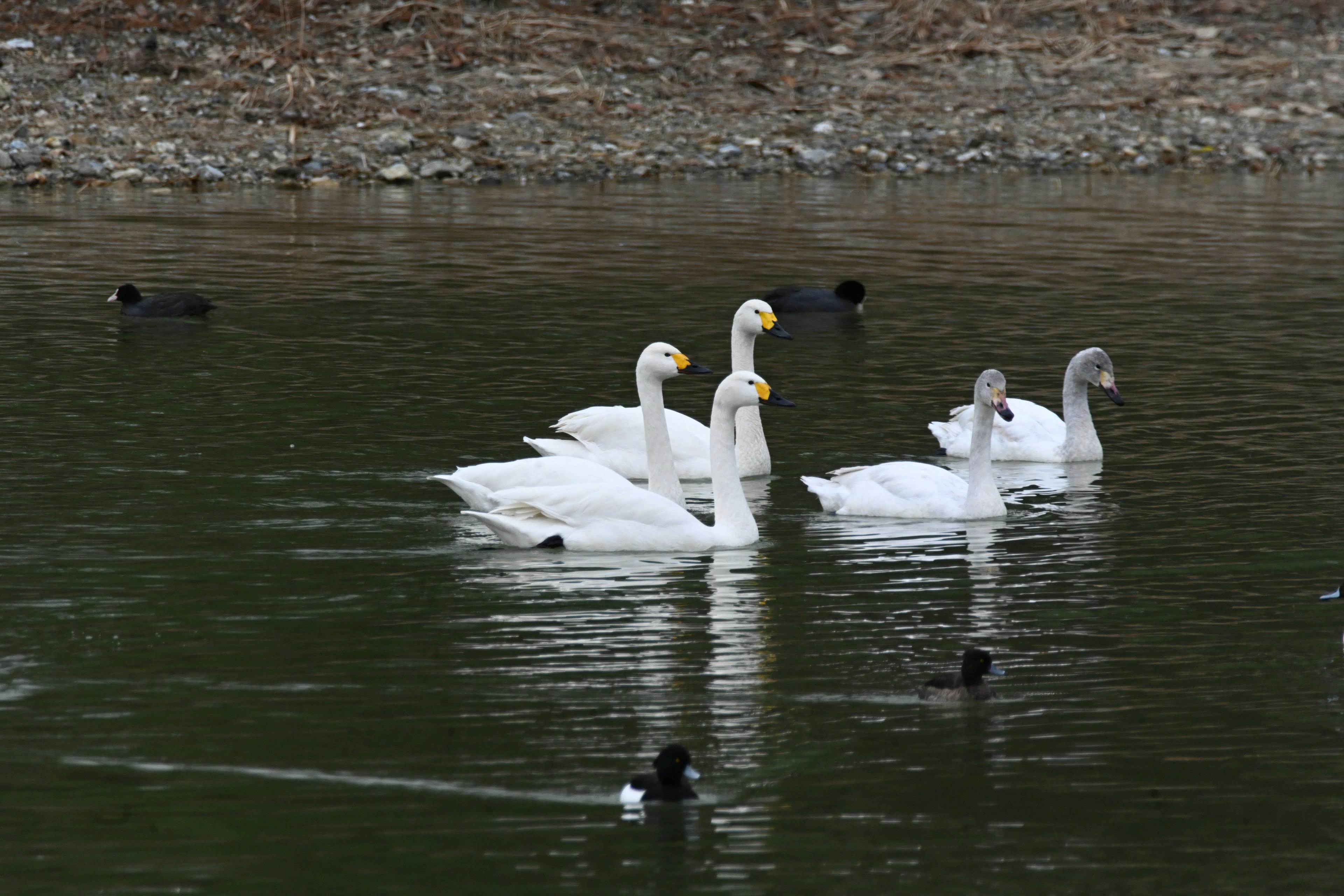 Cygnes flottant sur l'eau avec des oiseaux aquatiques noirs