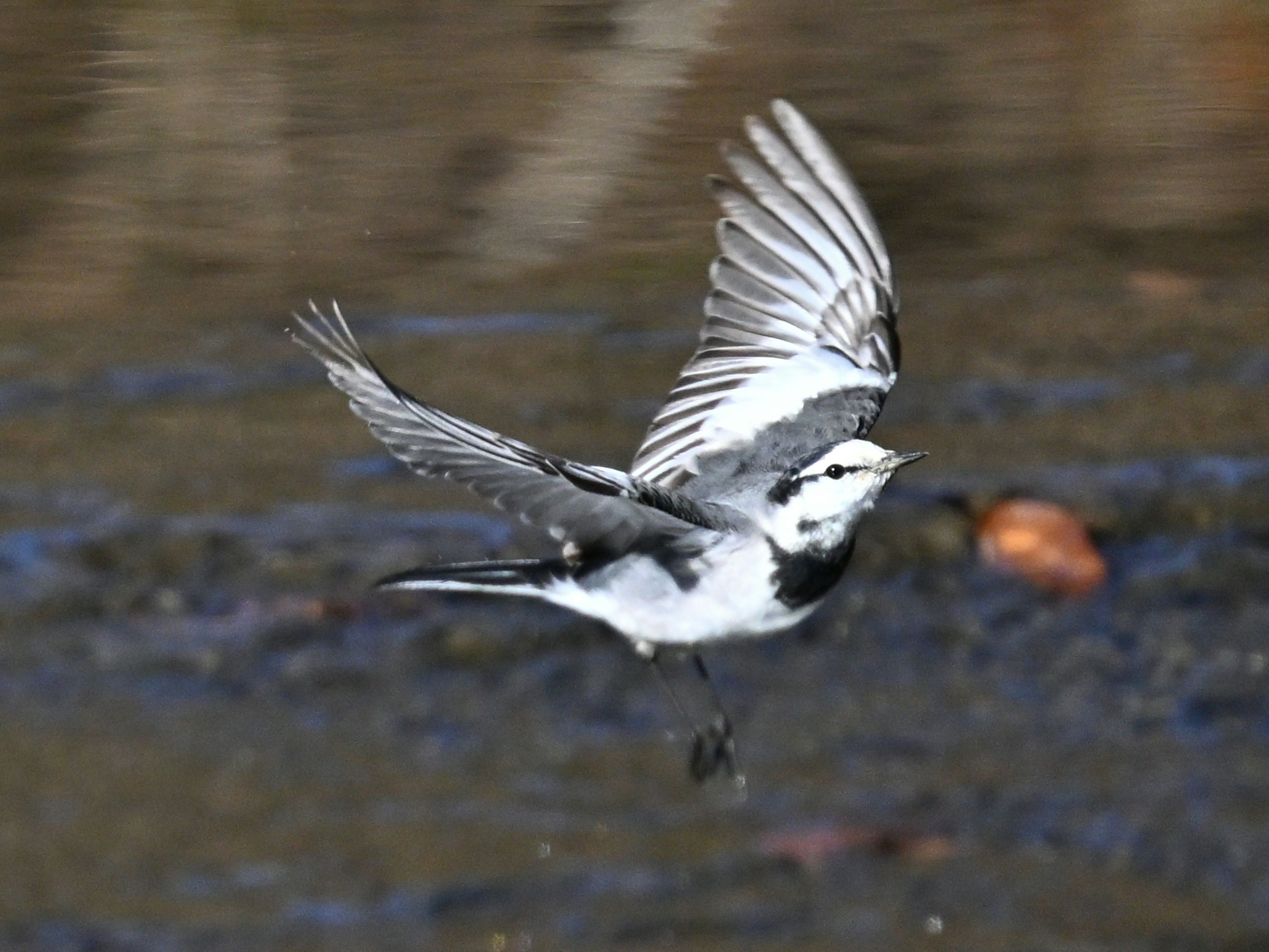 A black and white bird flying over water