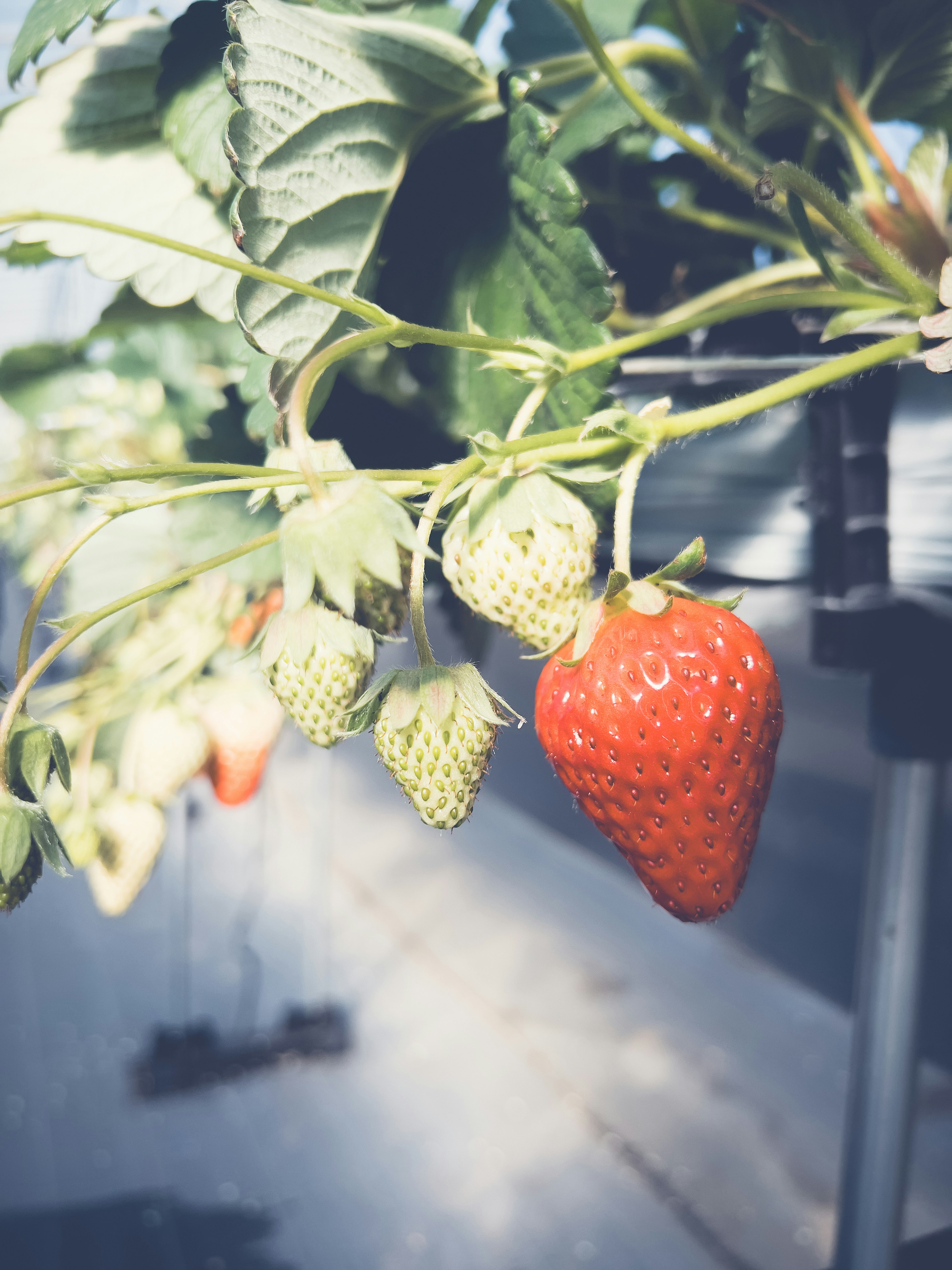 A ripe red strawberry and green immature strawberries hanging on a vine