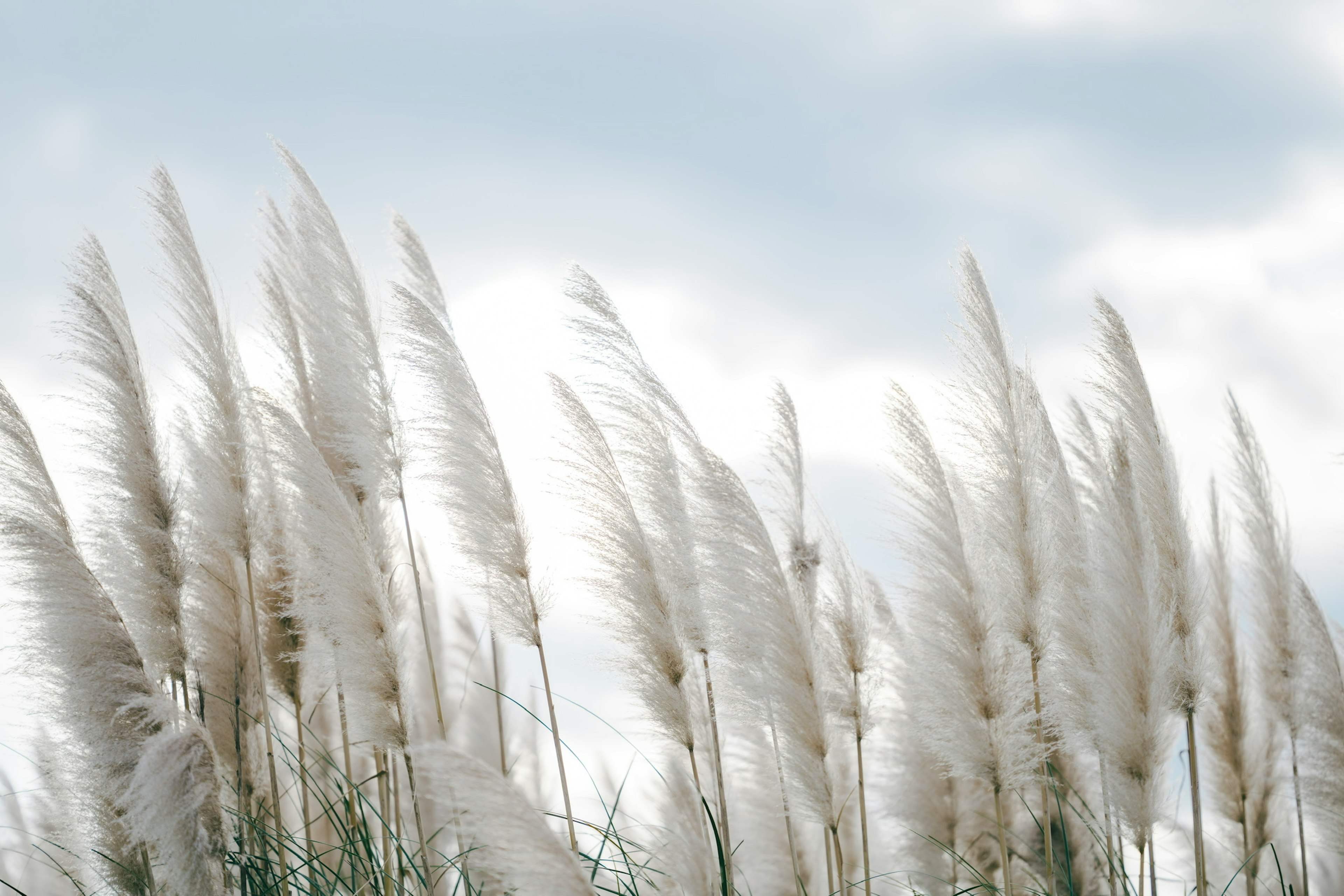 Rumput pampas yang bergoyang di bawah langit mendung