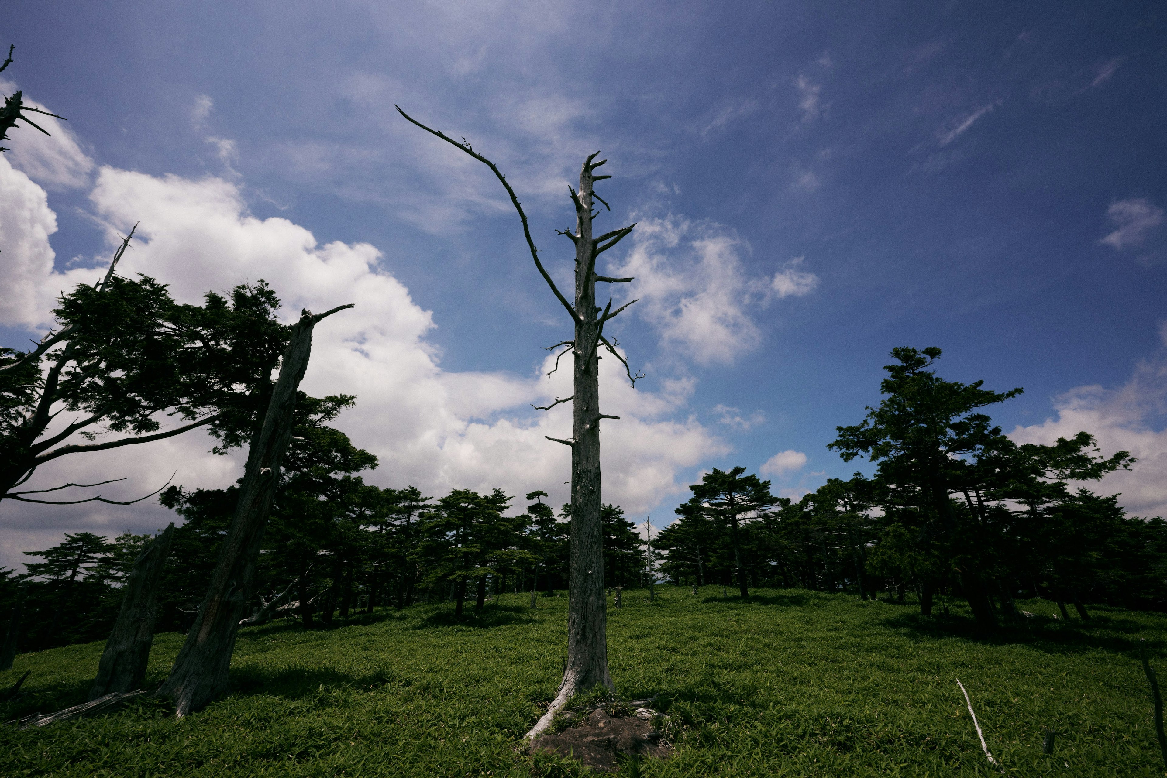 Ein toter Baum steht unter einem blauen Himmel mit grünem Gras