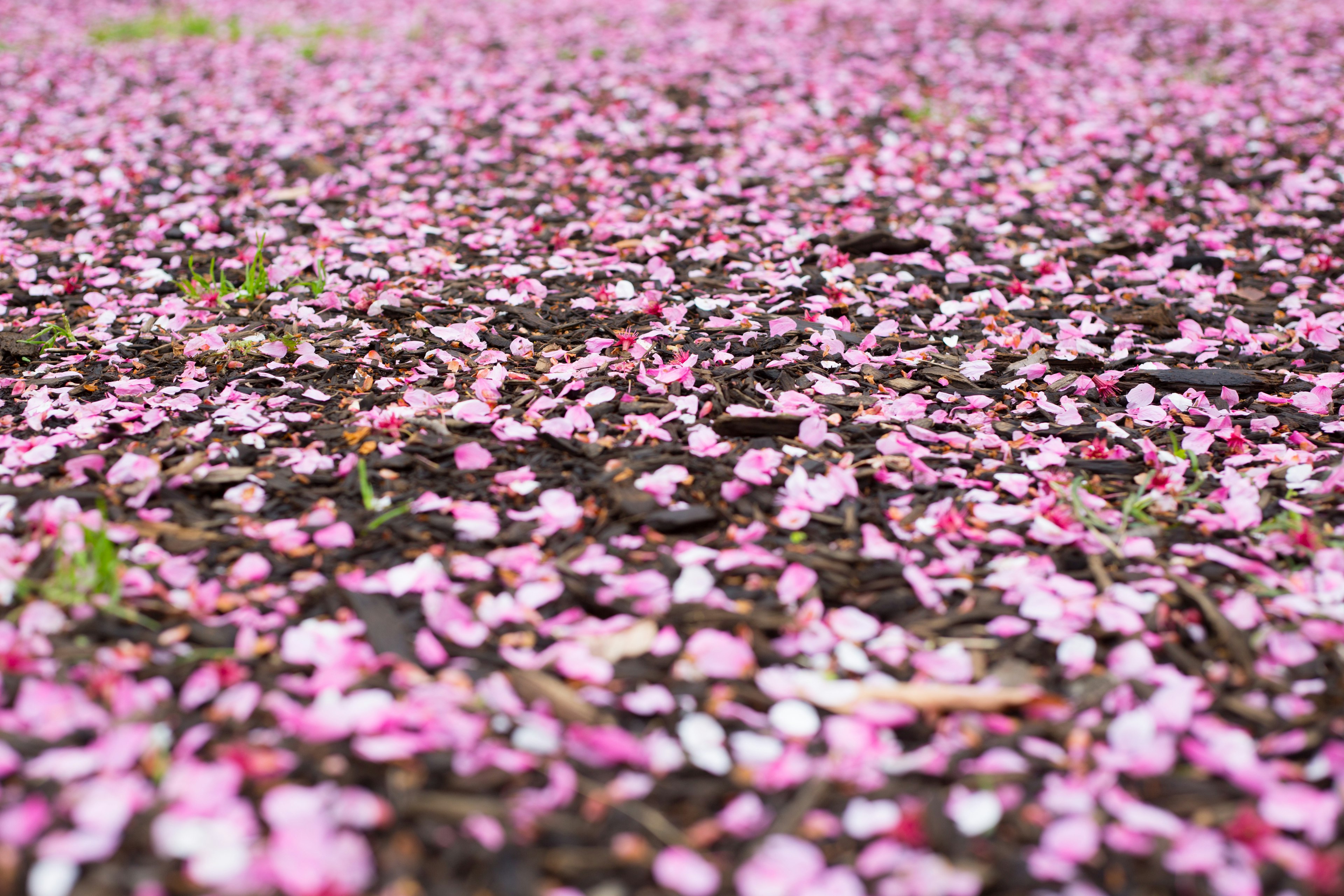 Une belle scène couverte de pétales de fleurs roses sur le sol