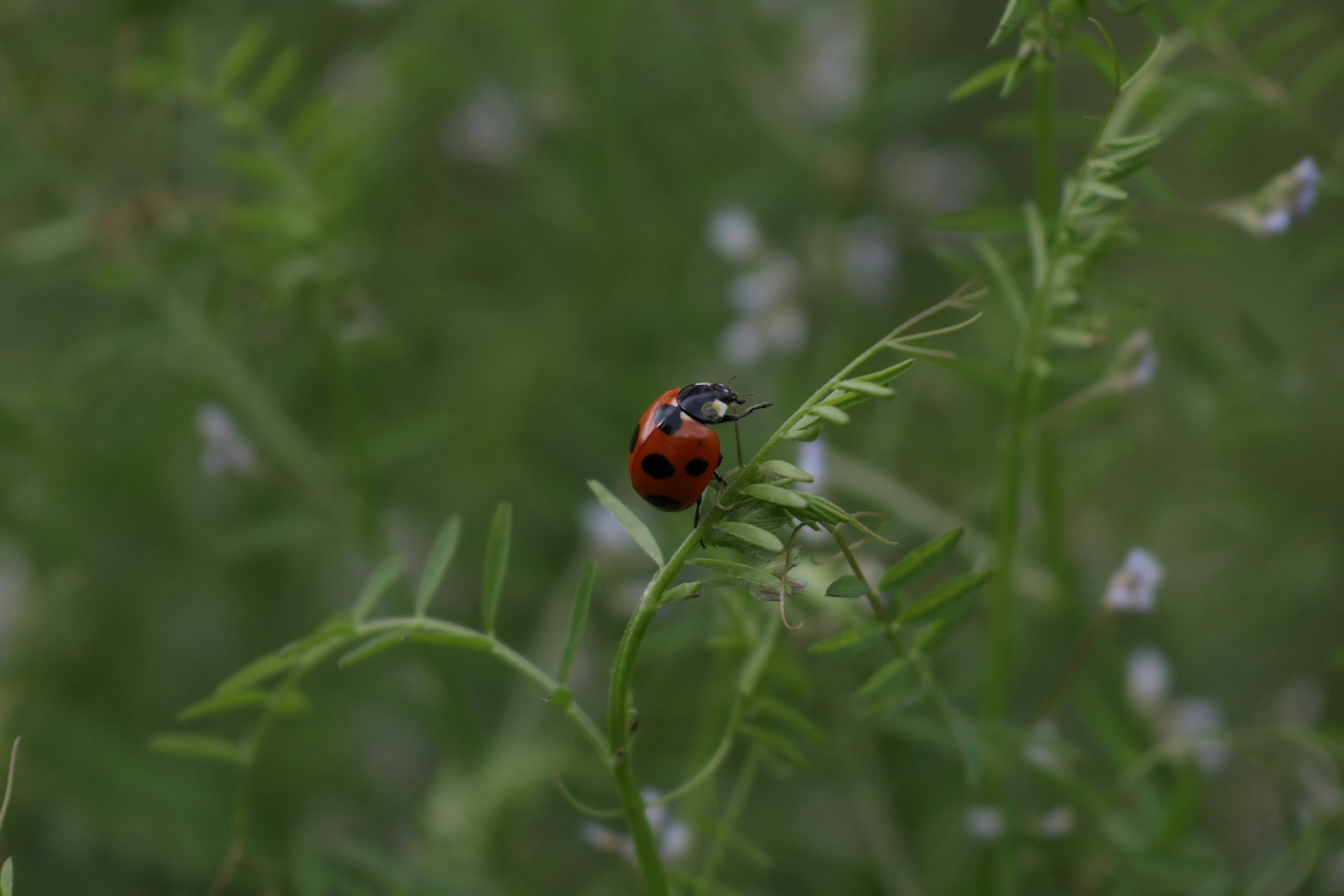 Close-up dari kumbang kecil di rumput hijau