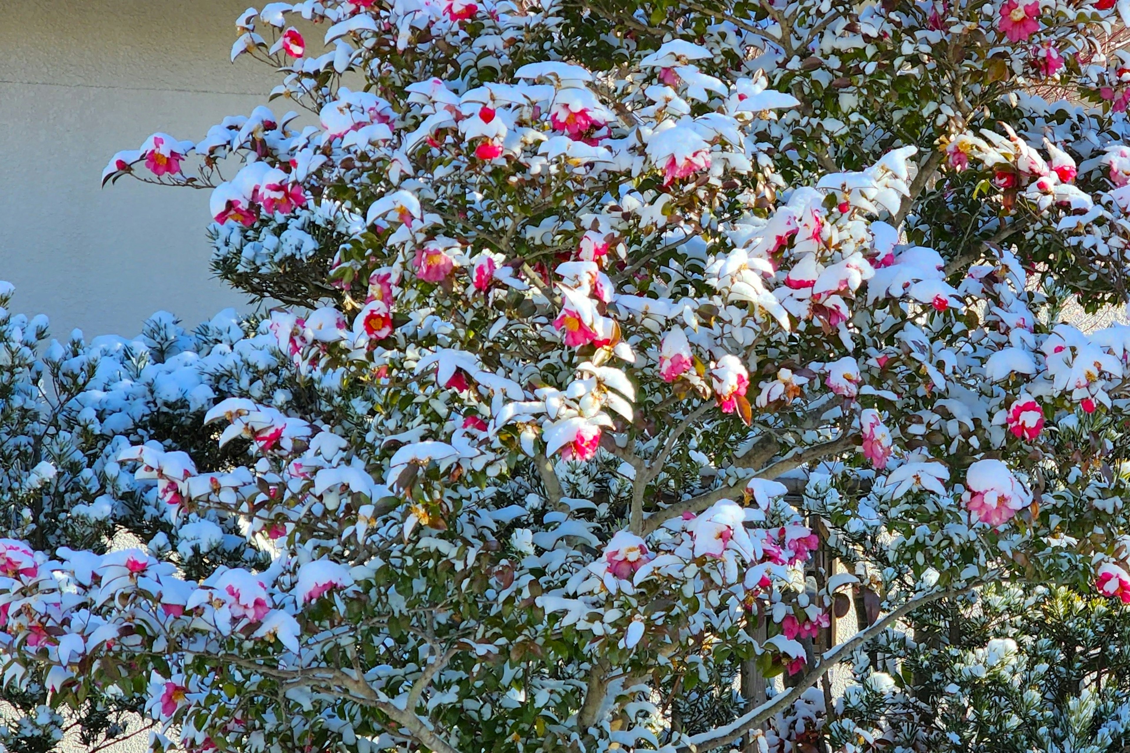 Blühender Baum, bedeckt mit Schnee, mit einem ruhigen Hintergrund