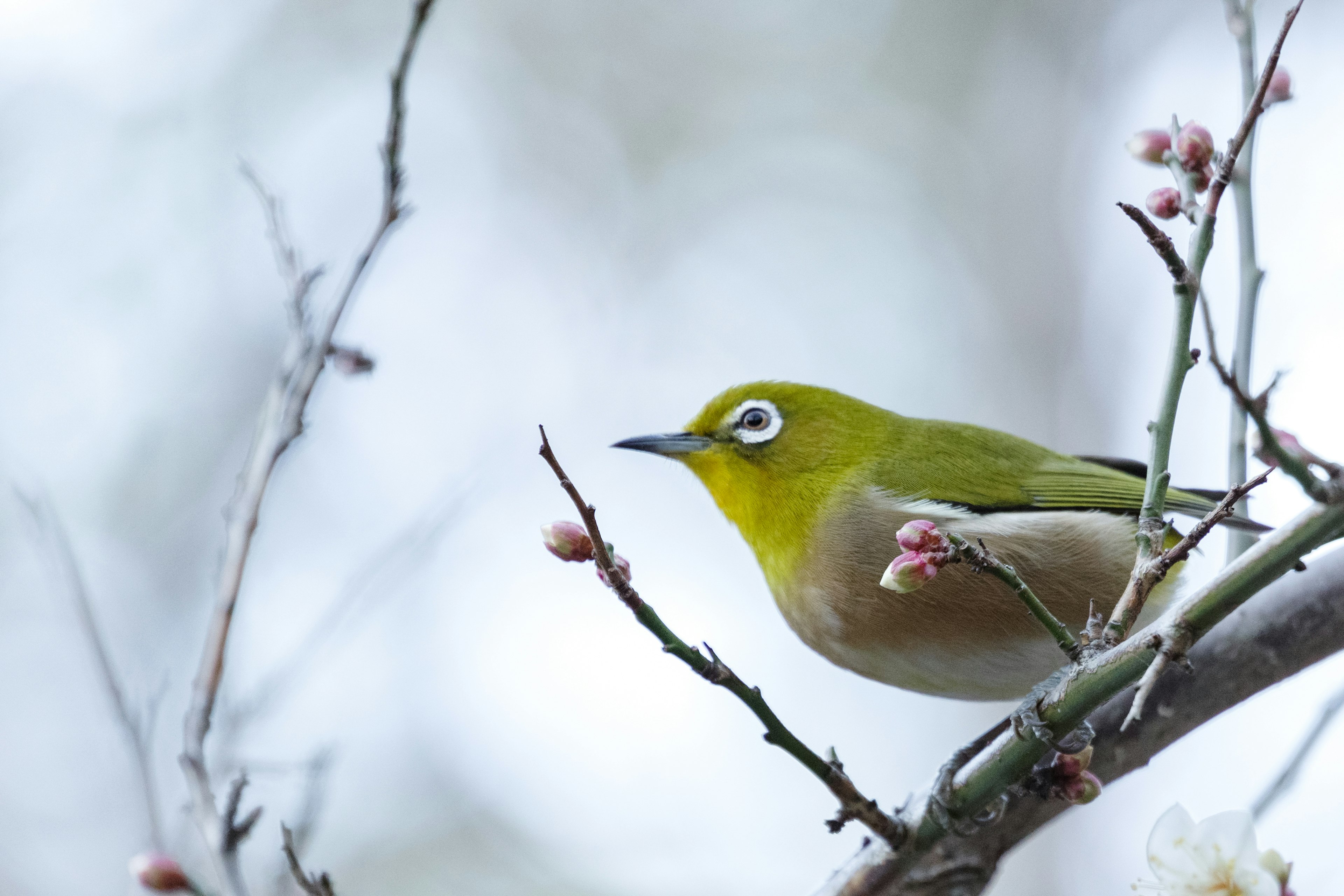 Seekor burung mata putih Jepang bertengger di cabang dengan bunga plum