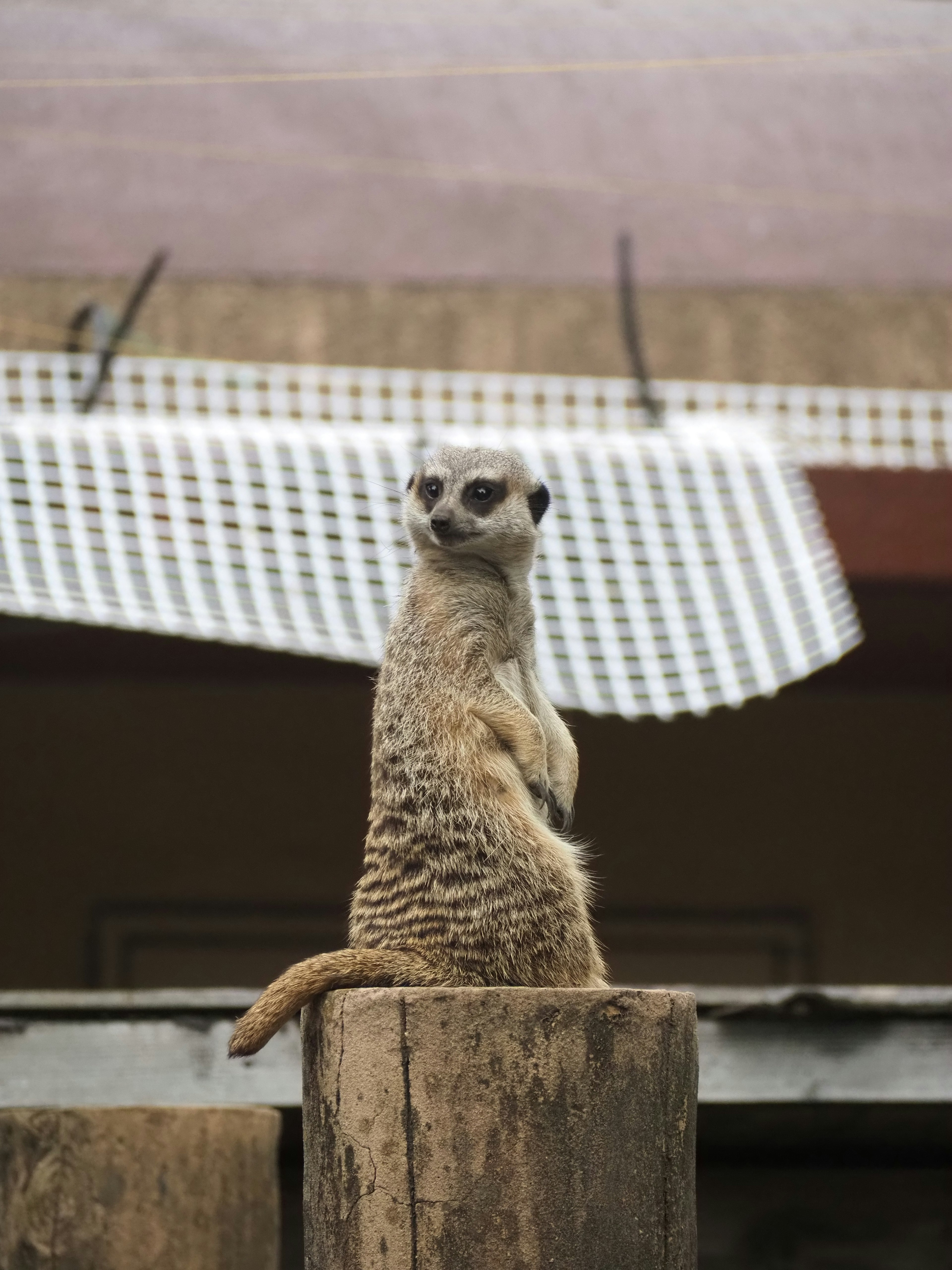 Một con meerkat đứng trên cột gỗ