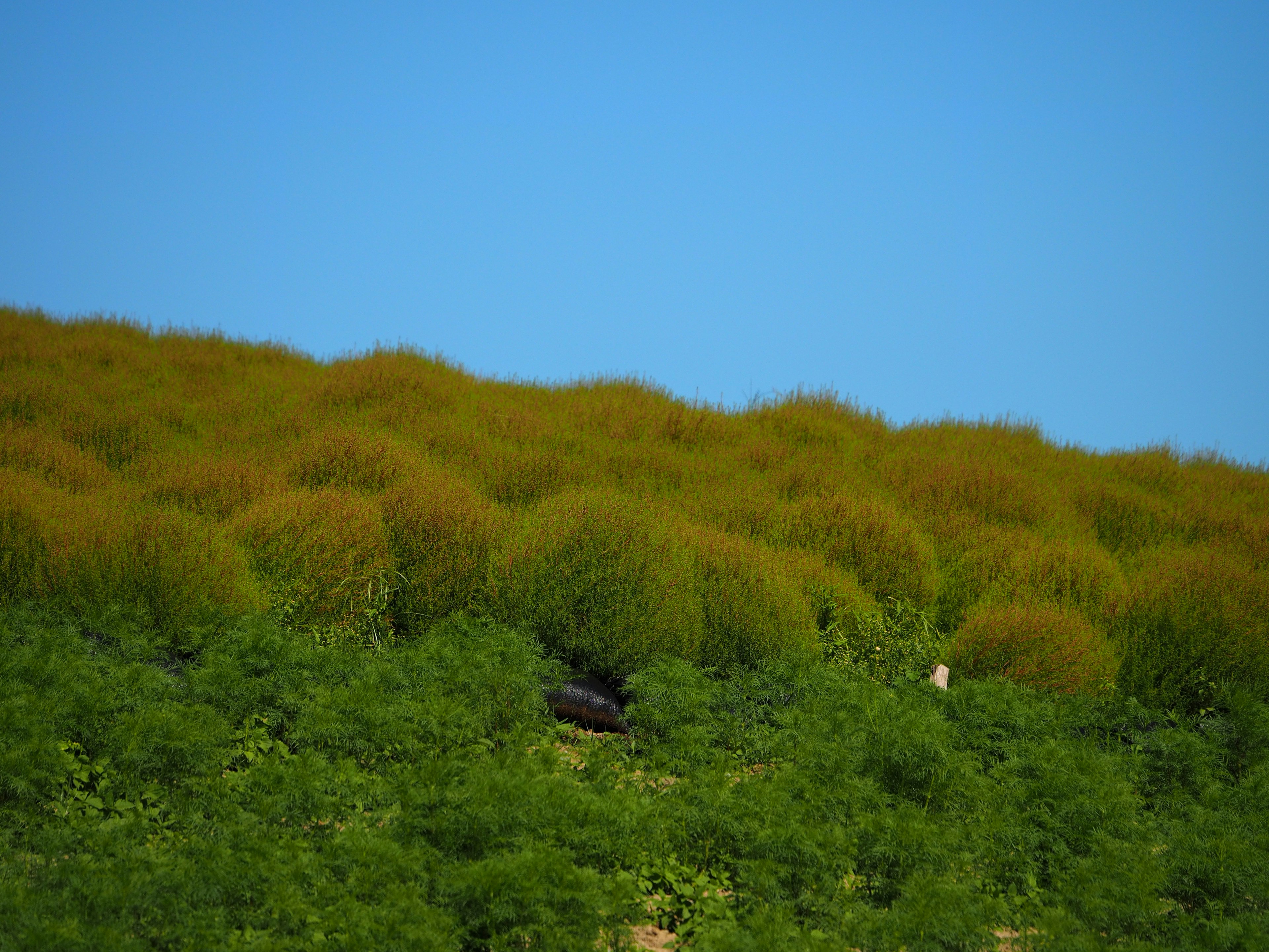 Colina verde con mechones amarillos bajo un cielo azul