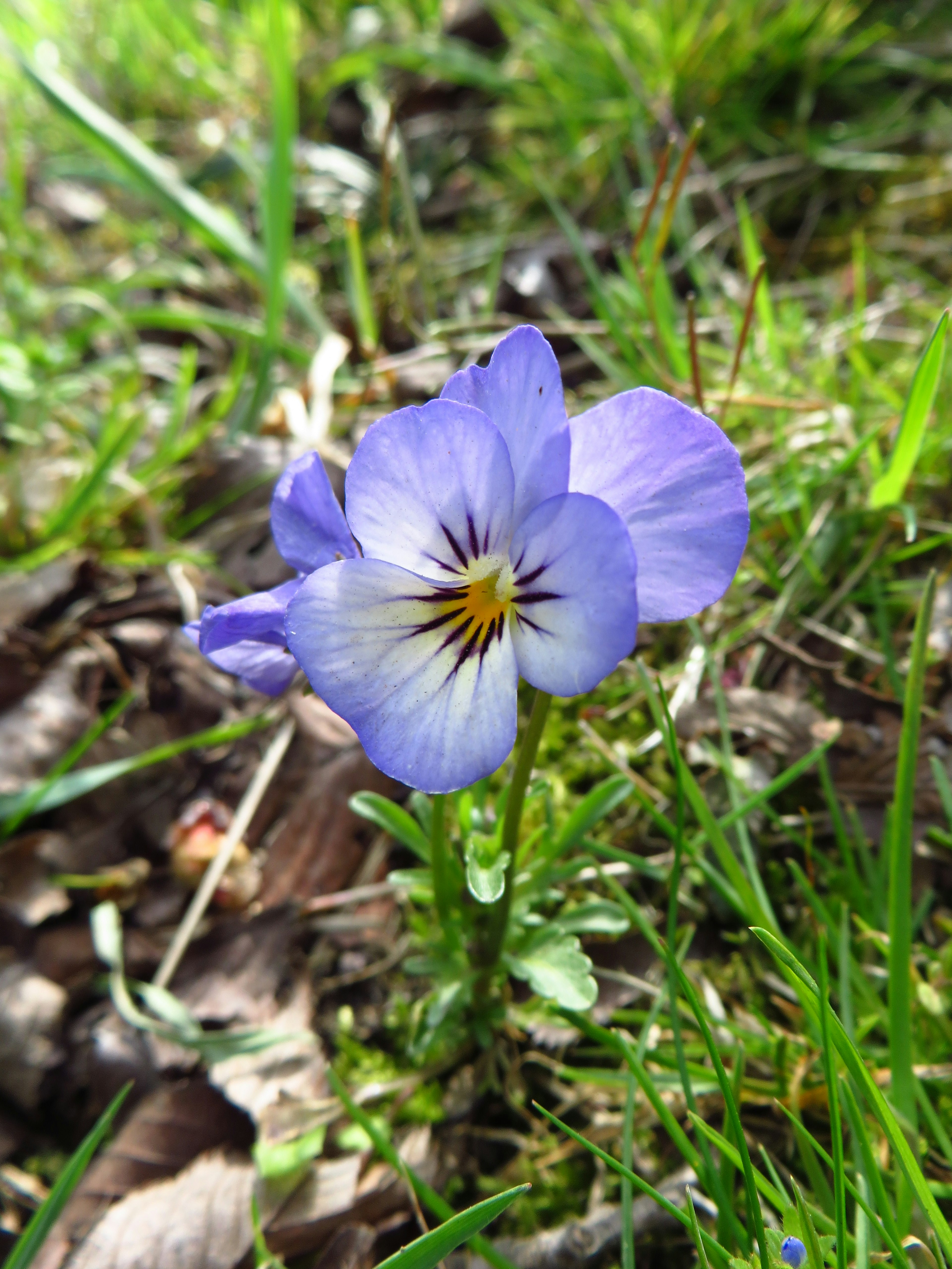 A violet flower blooming amidst green grass