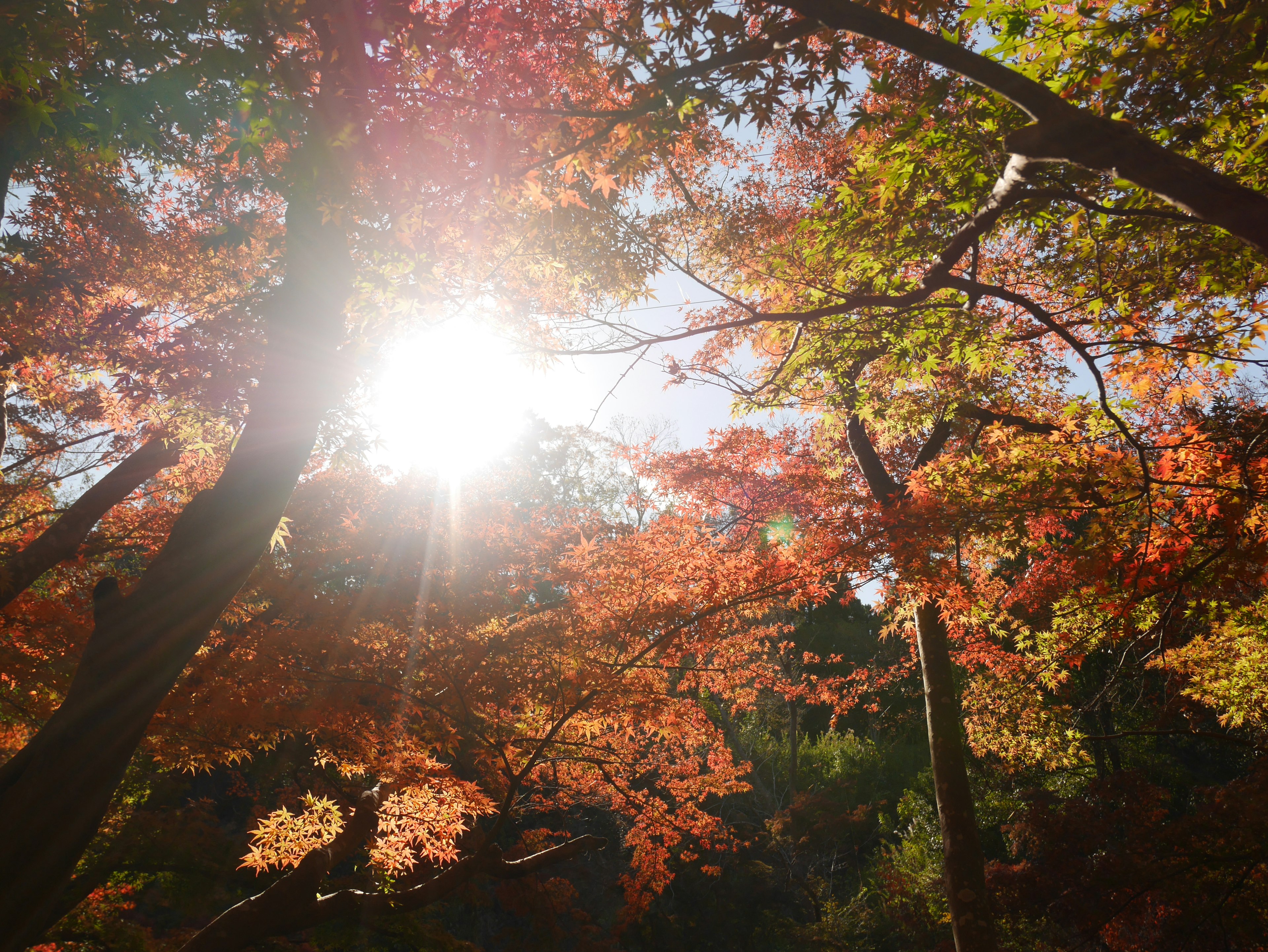 Escena de bosque con follaje otoñal y luz solar brillando