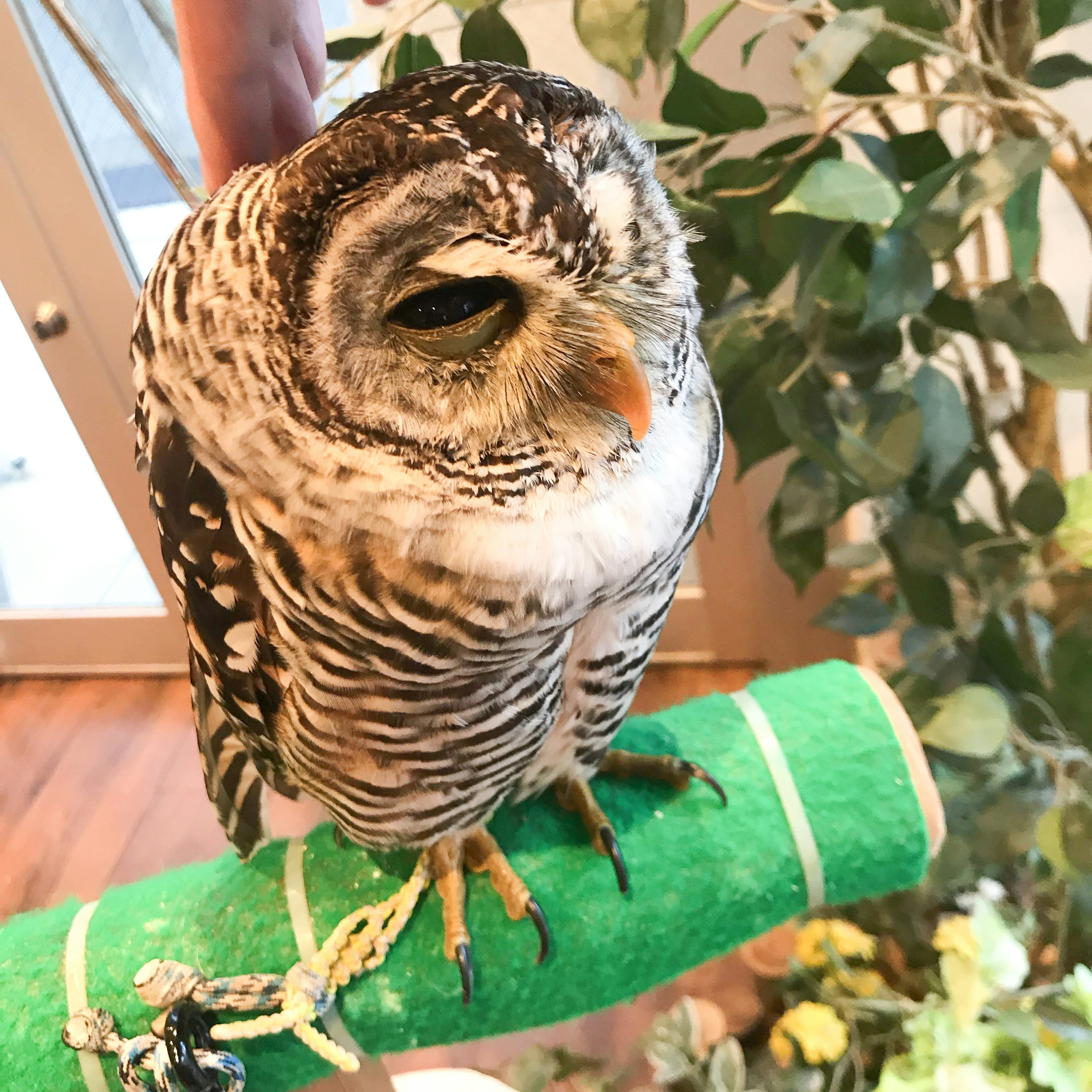 Image en gros plan d'un hibou perché sur un perchoir vert