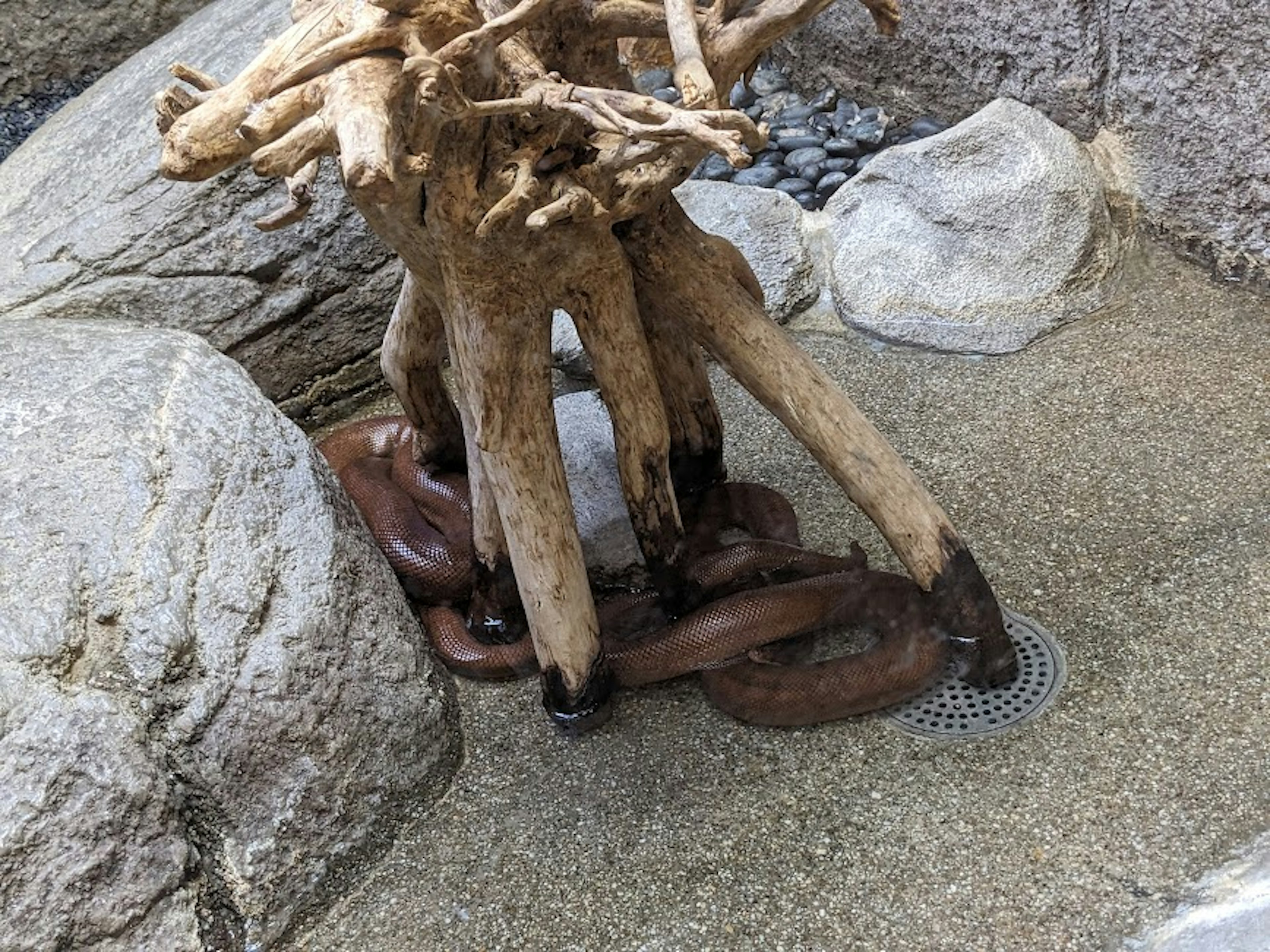 Künstlerische Anordnung von verflochtenen Holz-Wurzeln und Steinen