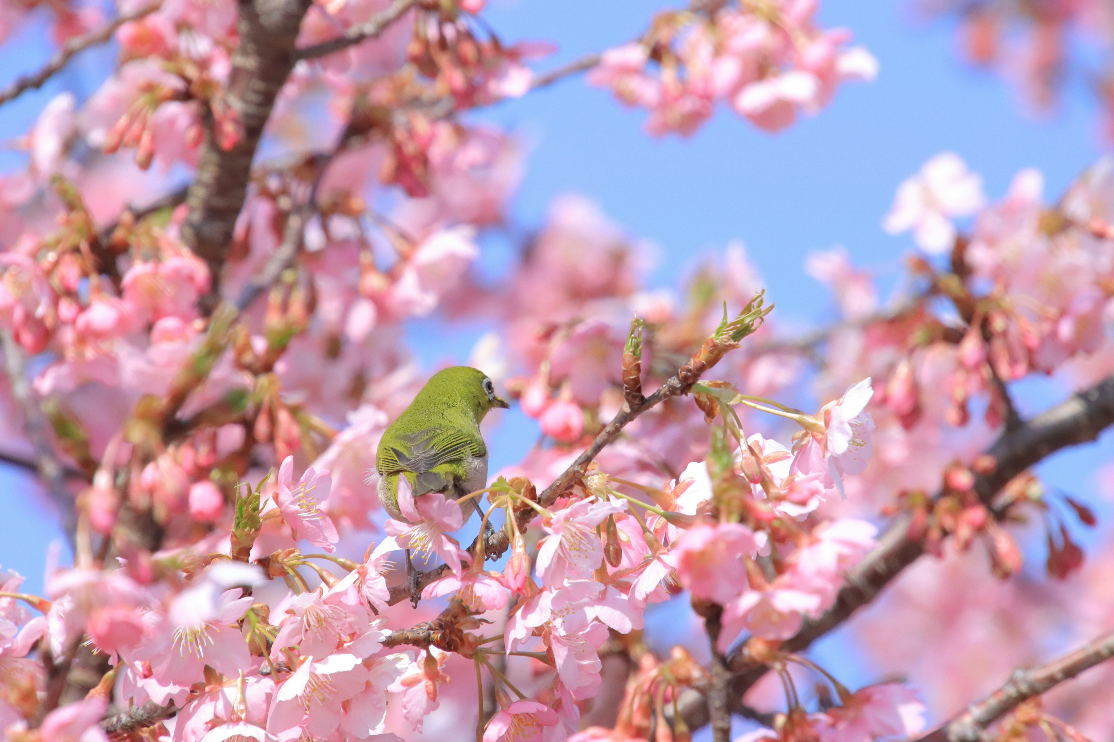 Un pájaro verde entre flores de cerezo rosas