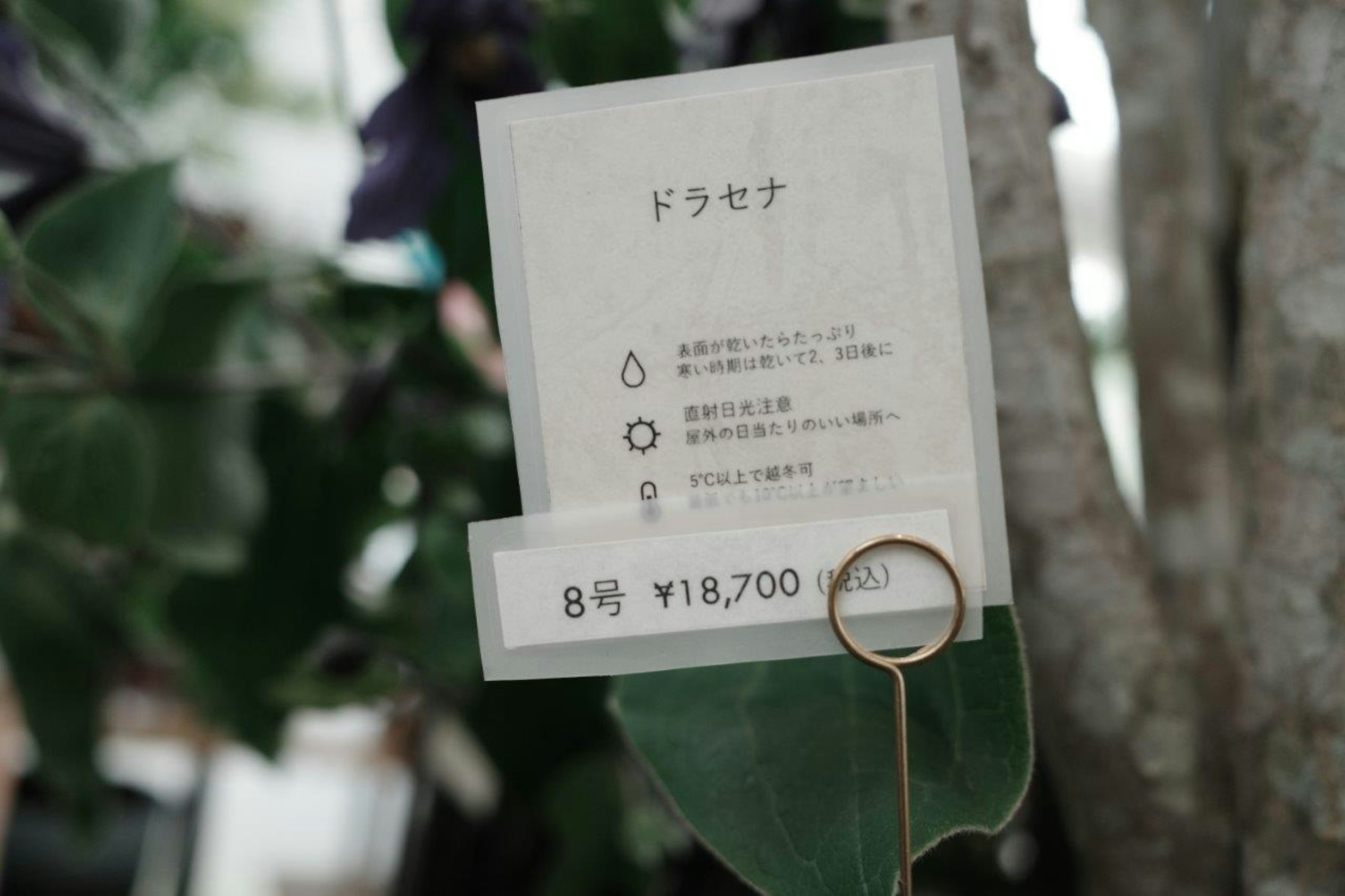 Label with plant name and price Dracaena information price is ¥18,700