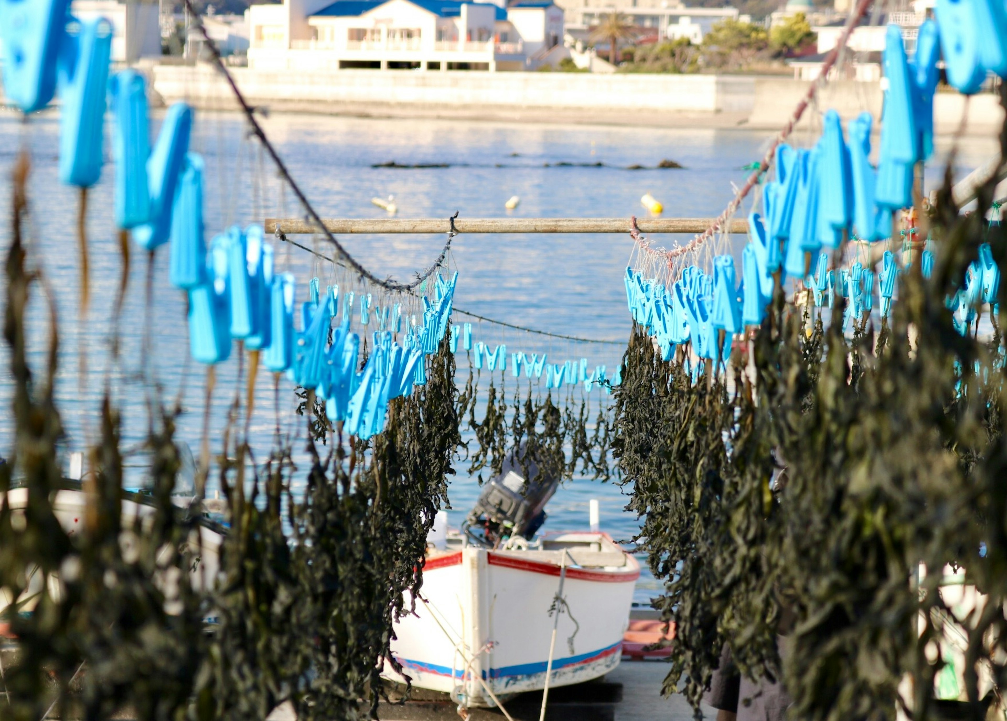 Drying seaweed with blue bags hanging over a boat