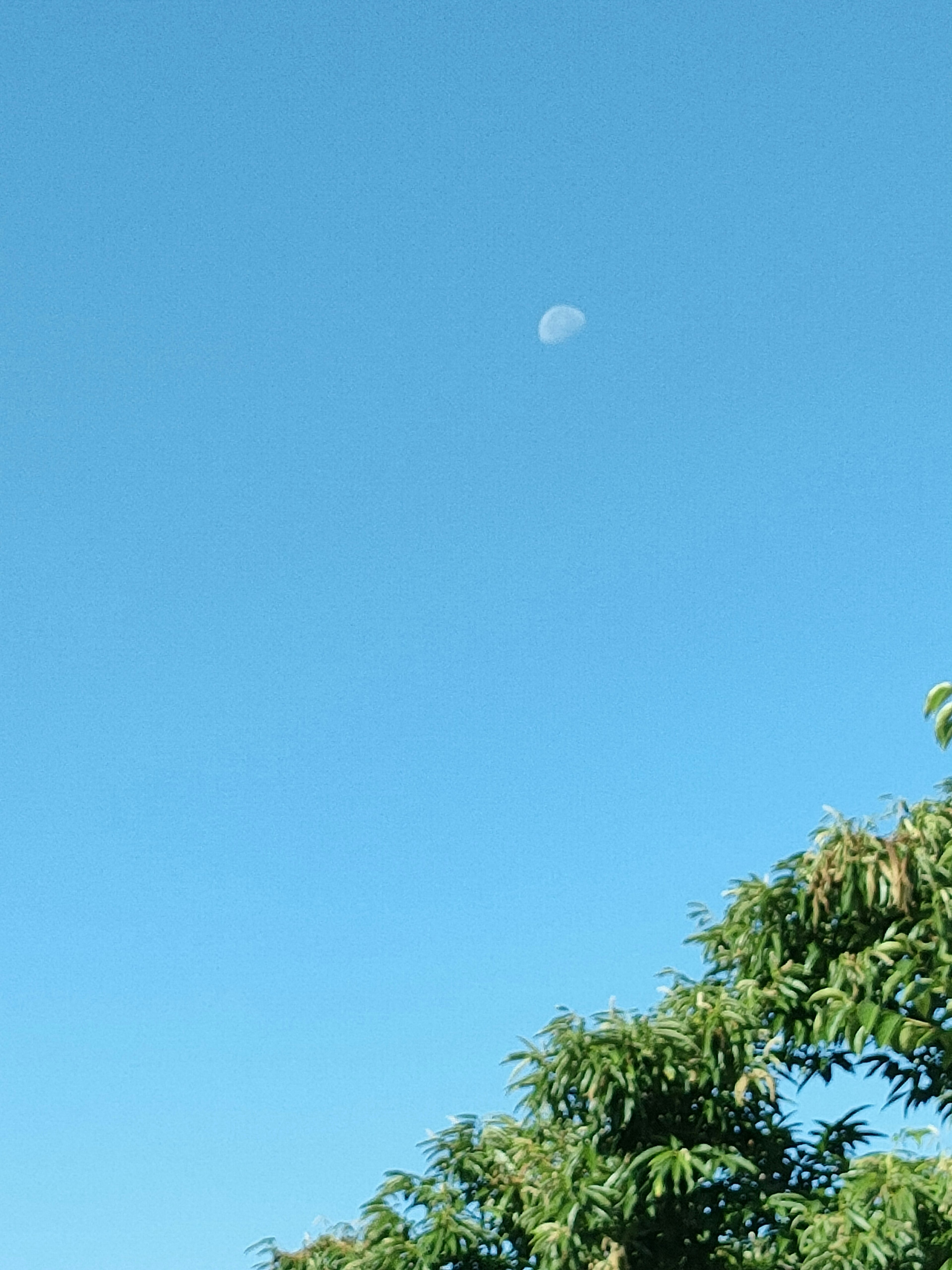 青空に浮かぶ半月と緑の木々