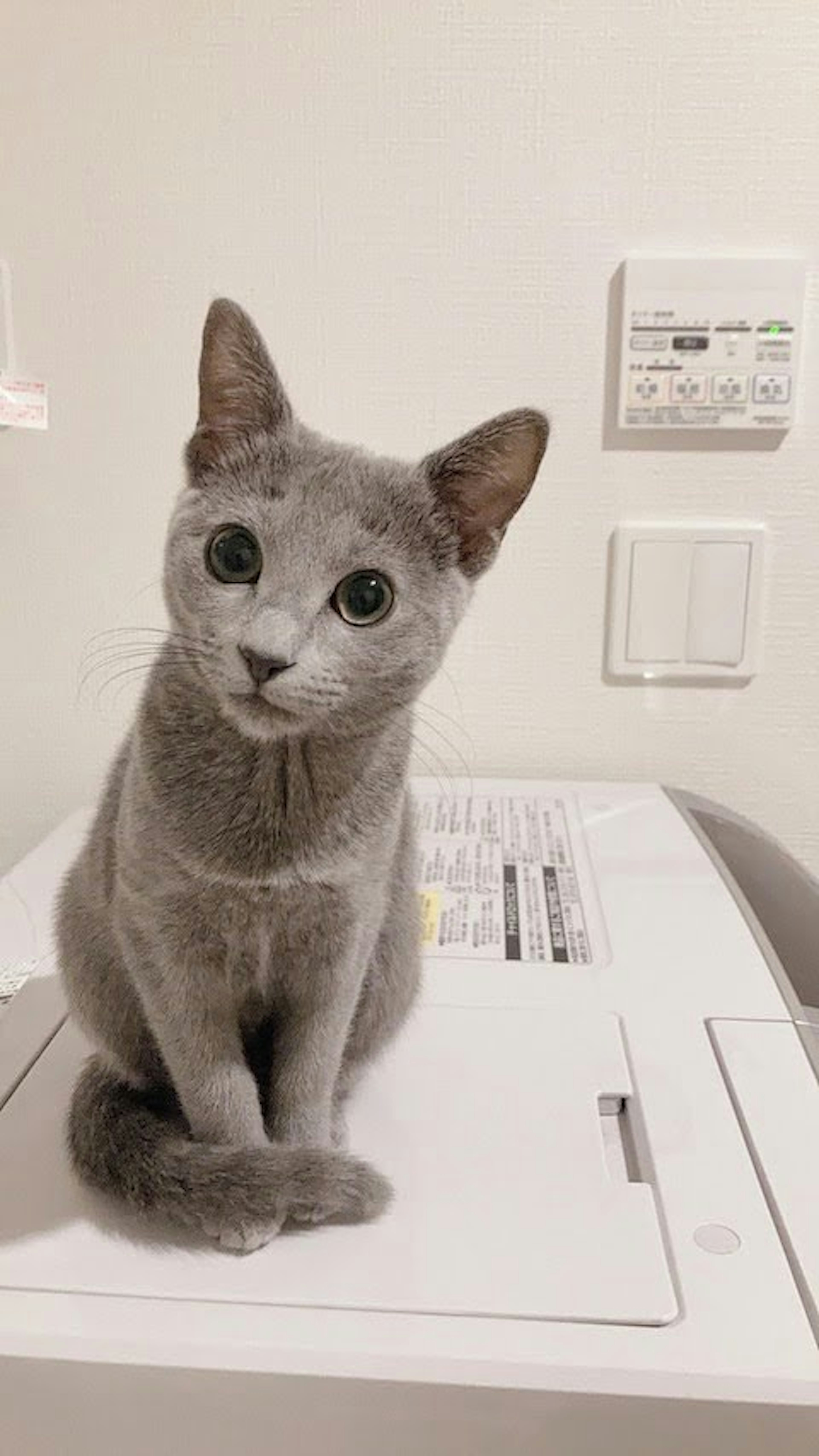 Gatto grigio seduto su una stampante