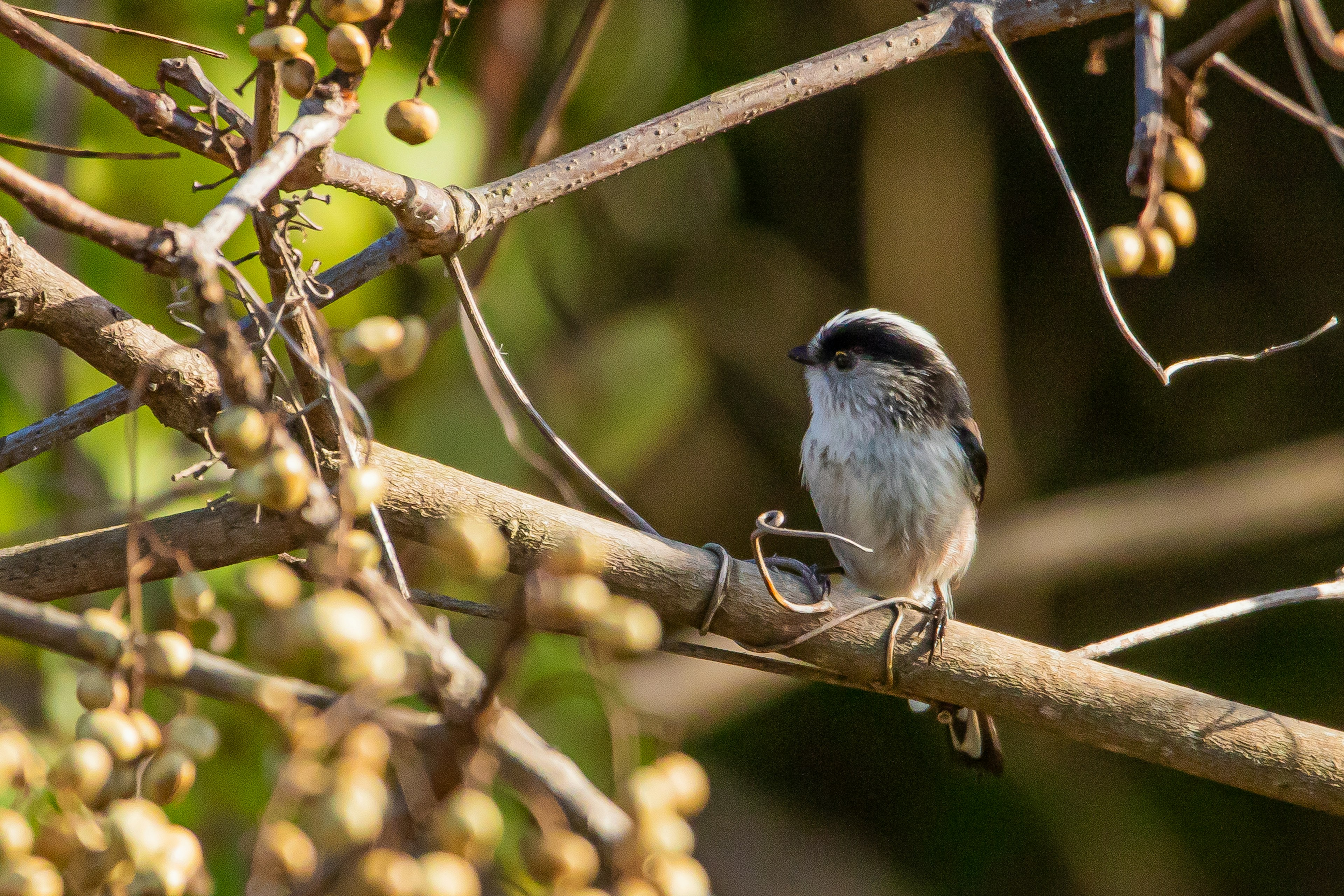 Un petit oiseau perché sur une branche entourée de feuillage vert