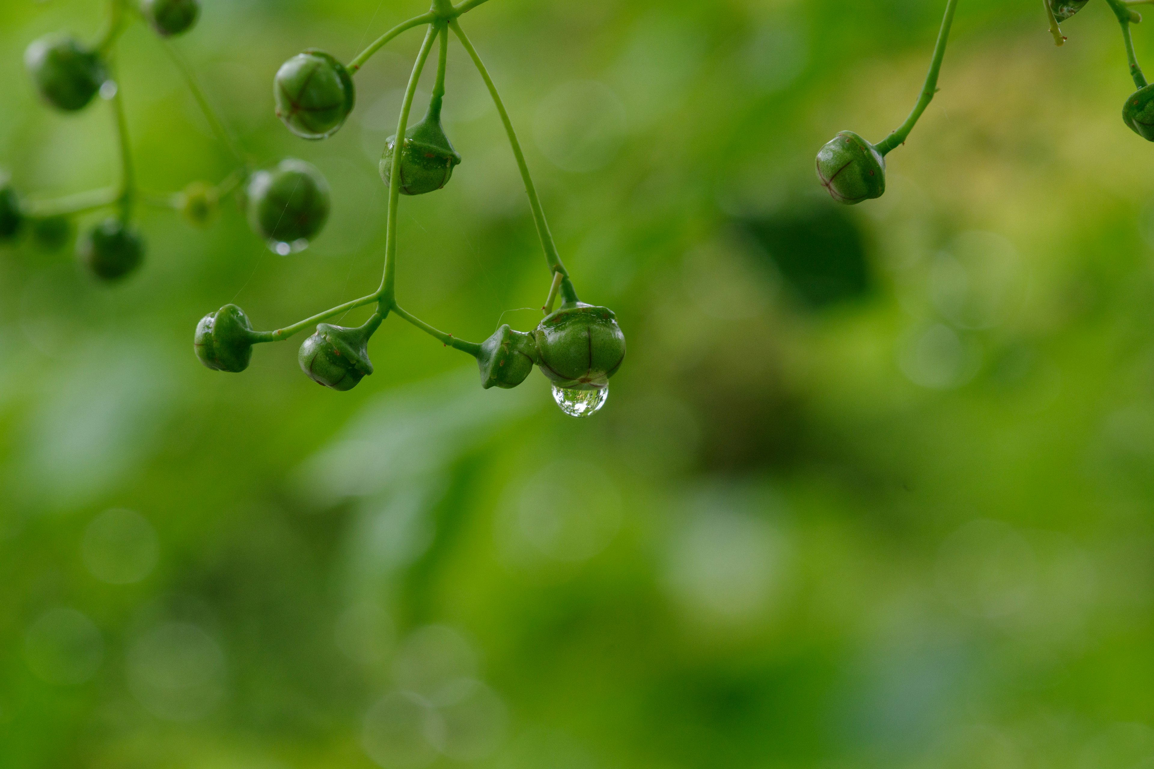 Close-up of green berries with a water droplet on a branch