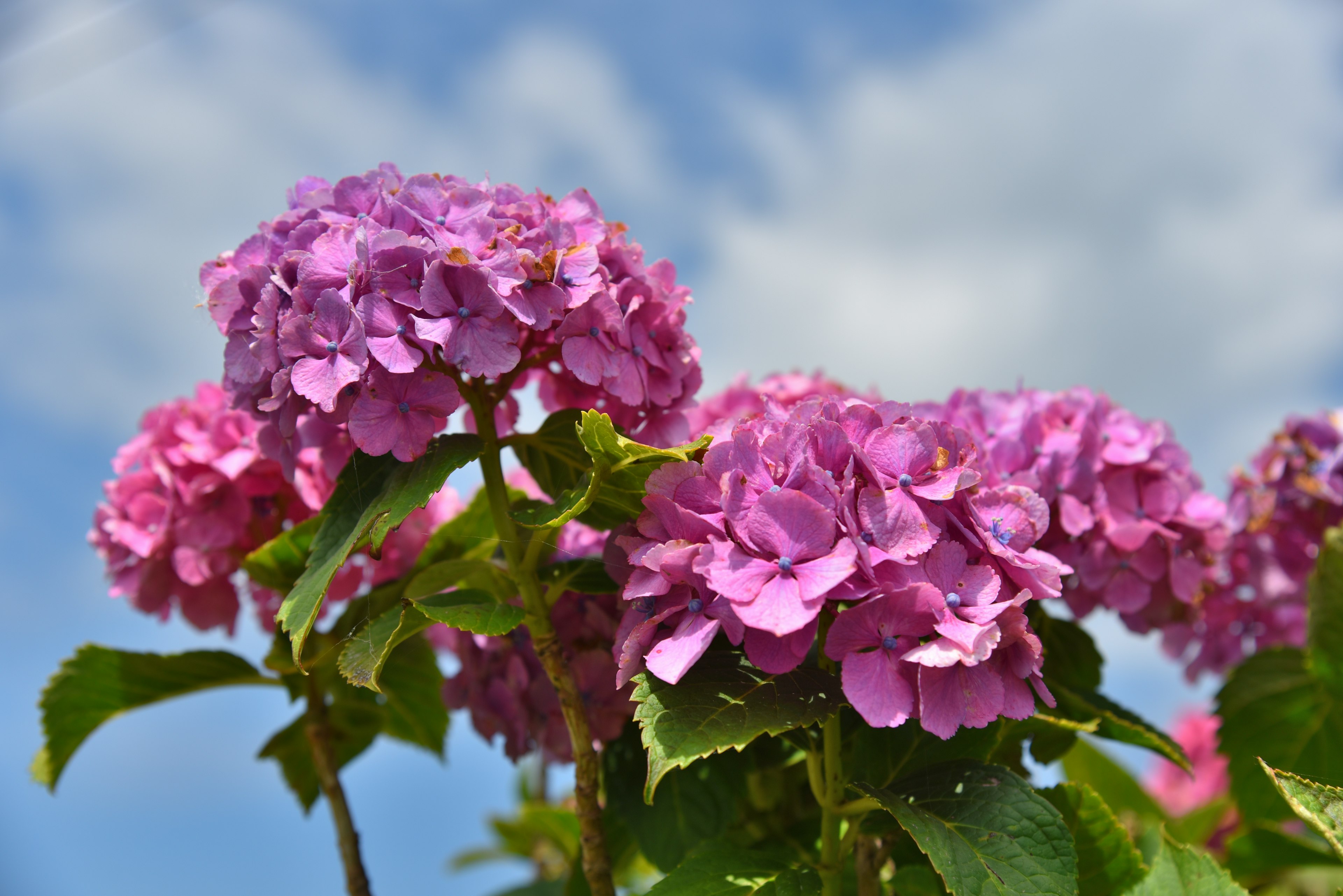 Pink hydrangea flowers blooming under a blue sky