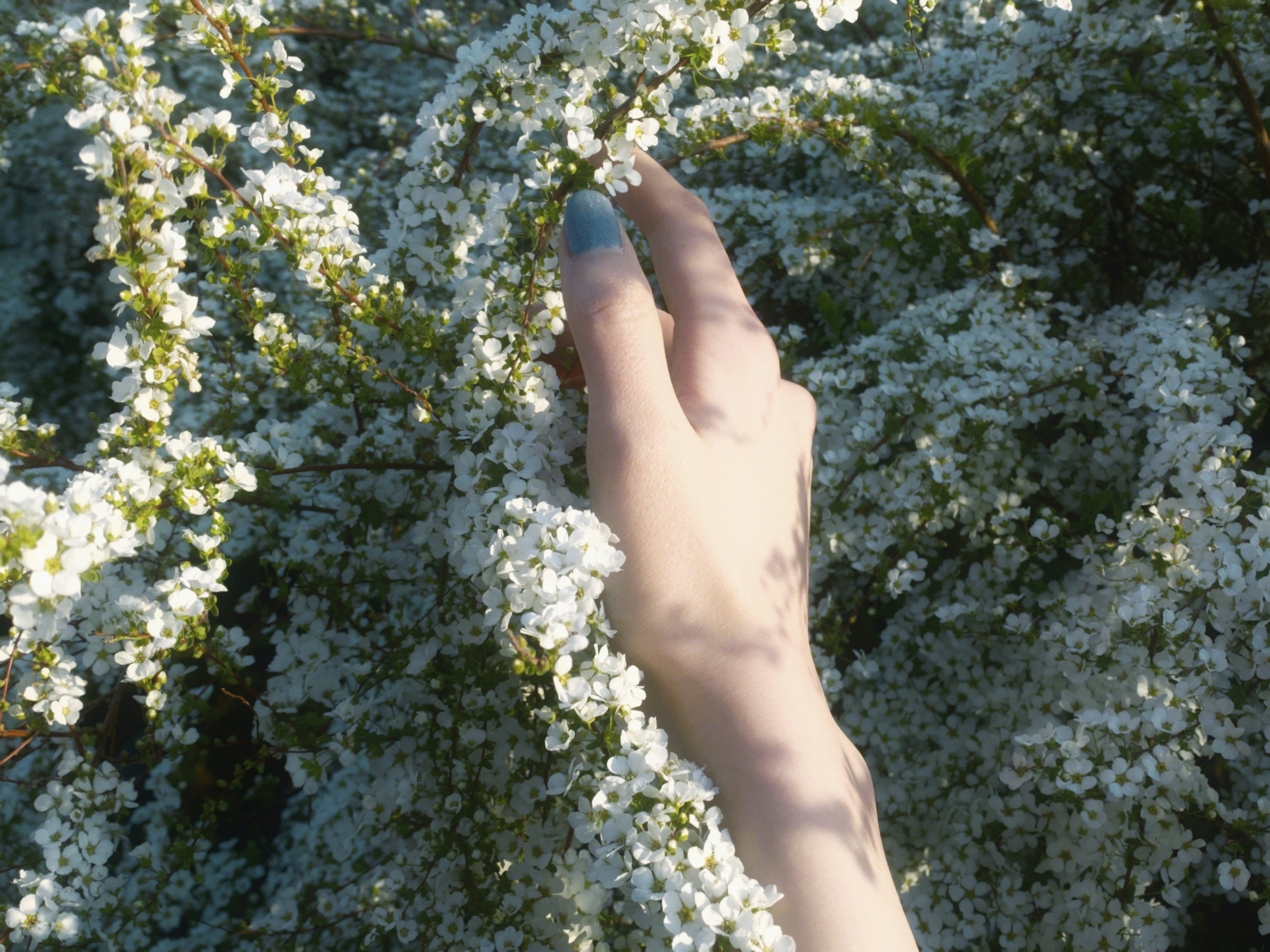 Una mano tocando suavemente una planta con flores blancas