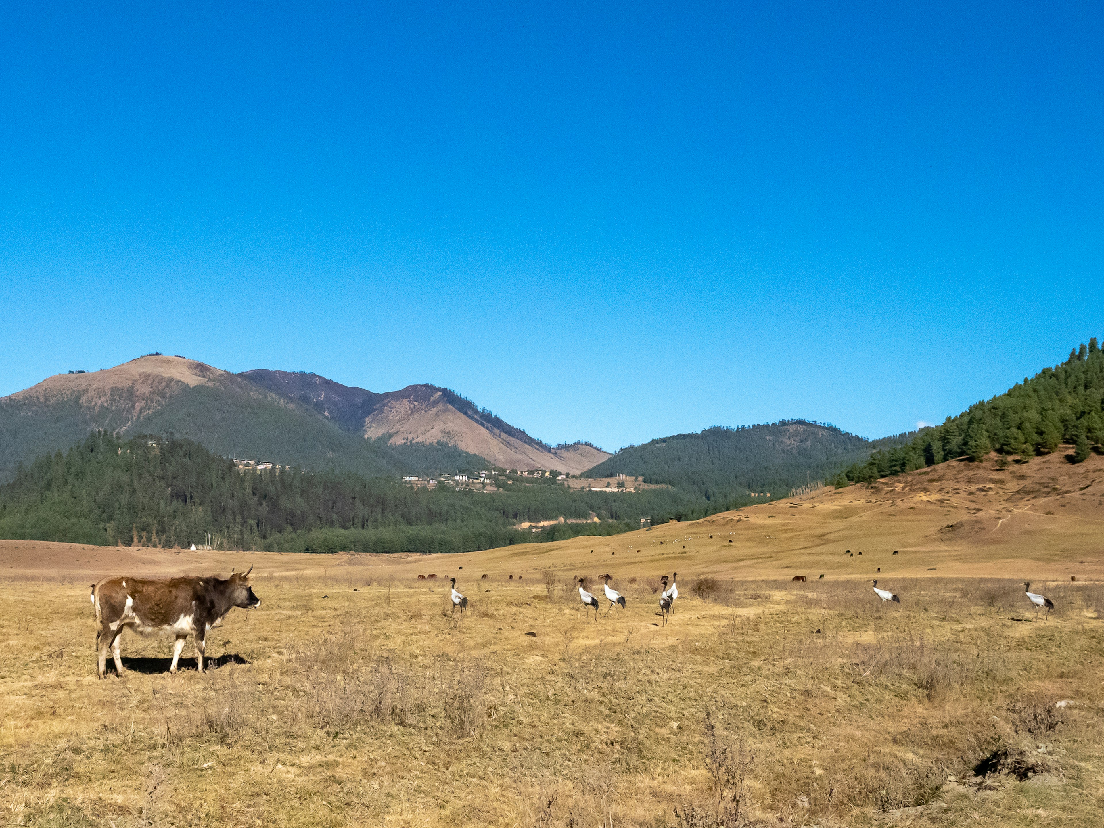 A cow walking in a grassy field under a clear blue sky with distant mountains