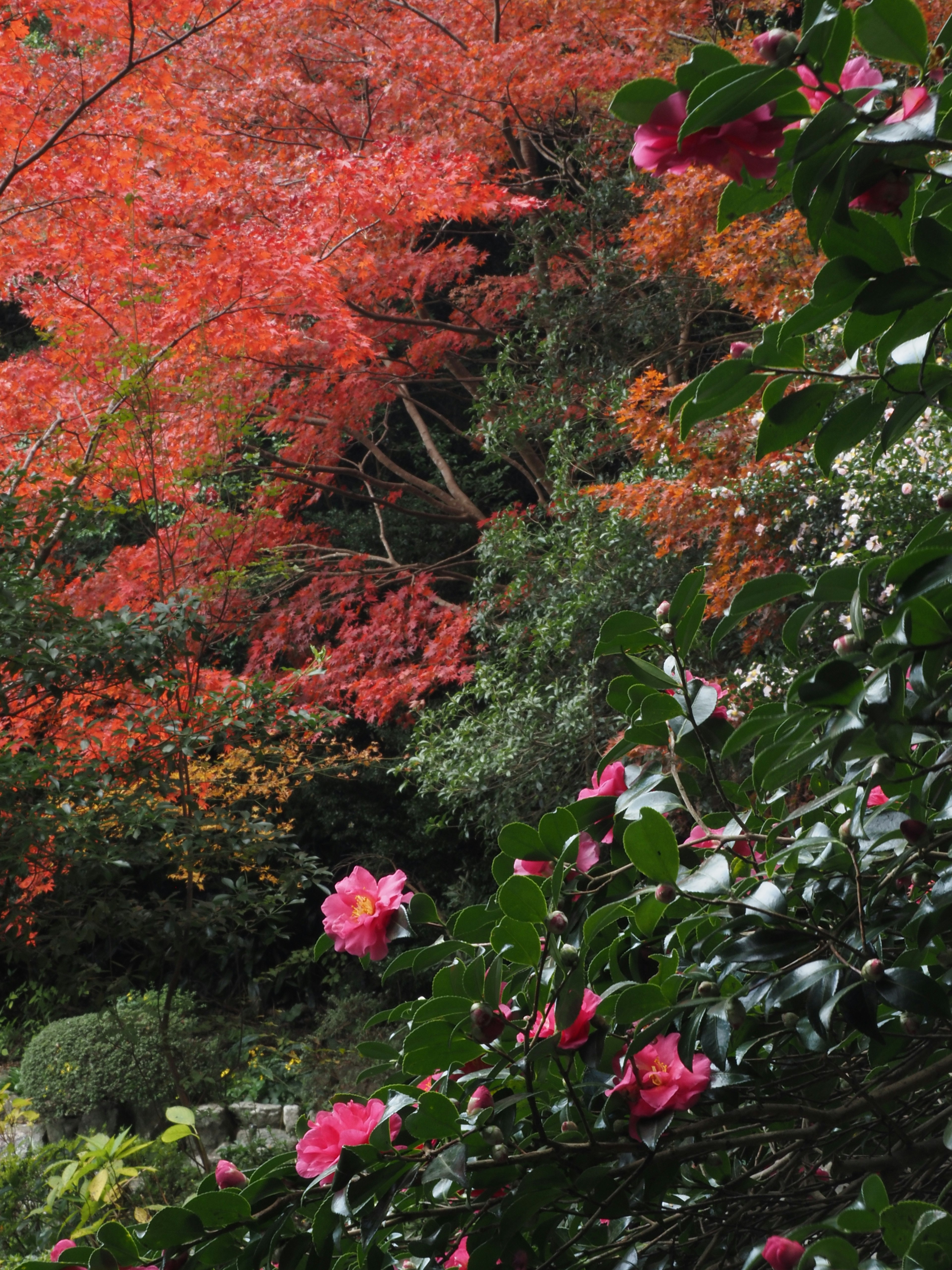 A serene garden scene featuring vibrant autumn leaves and blooming flowers