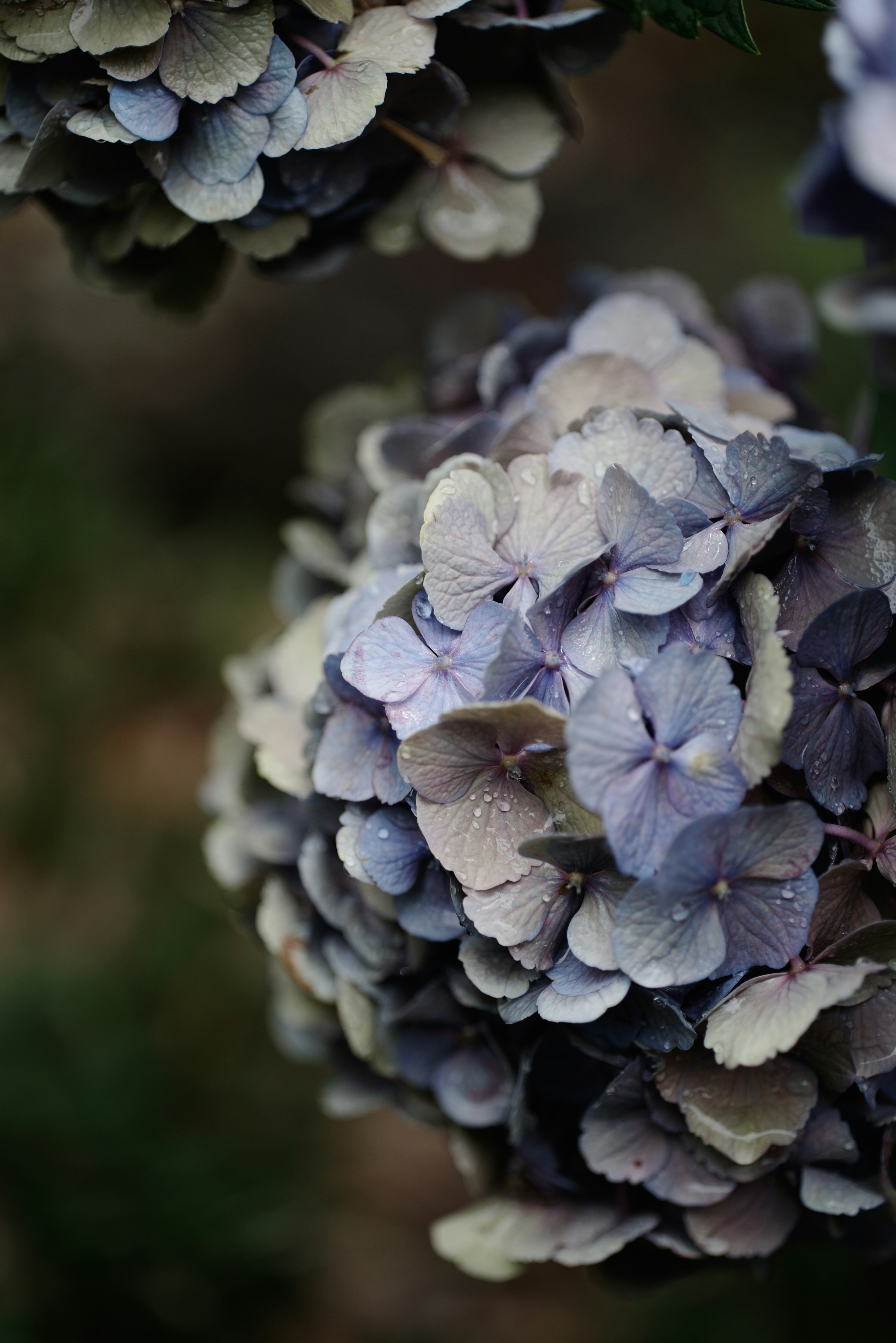 Foto close-up bunga hydrangea biru-ungu