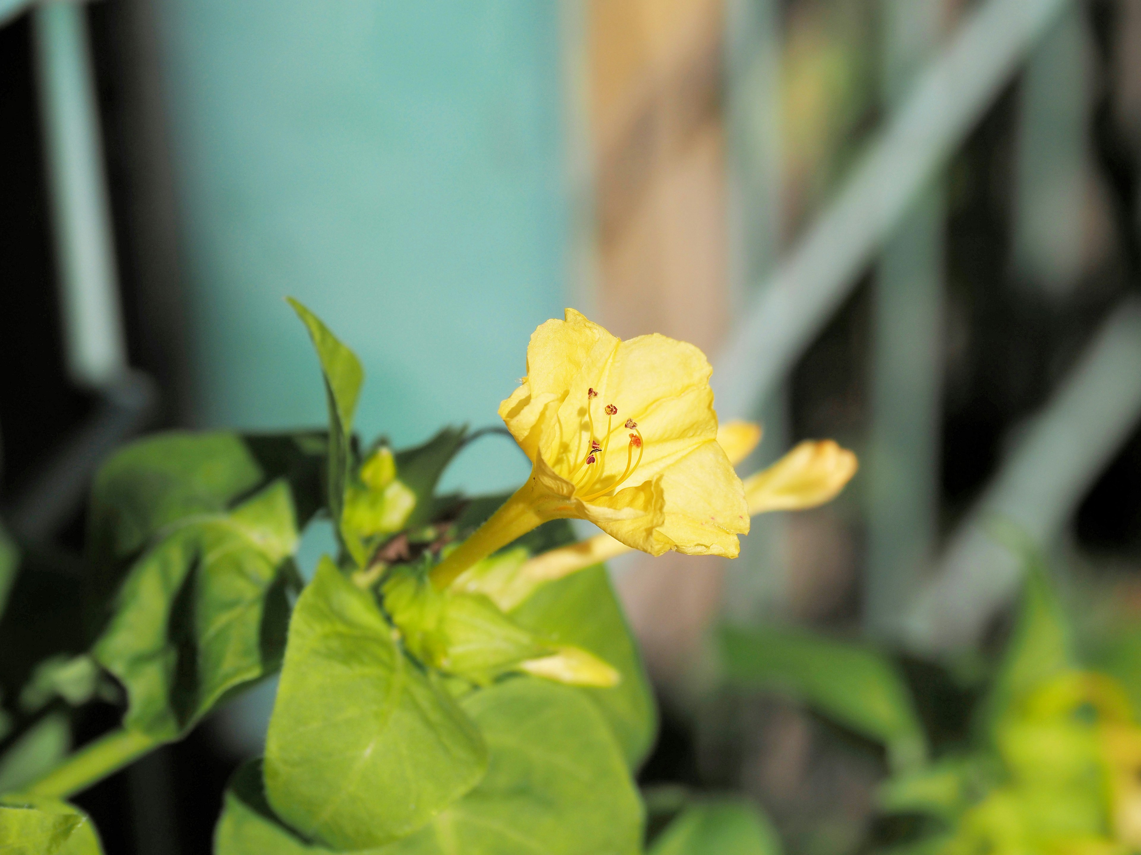 A yellow flower blooming among green leaves