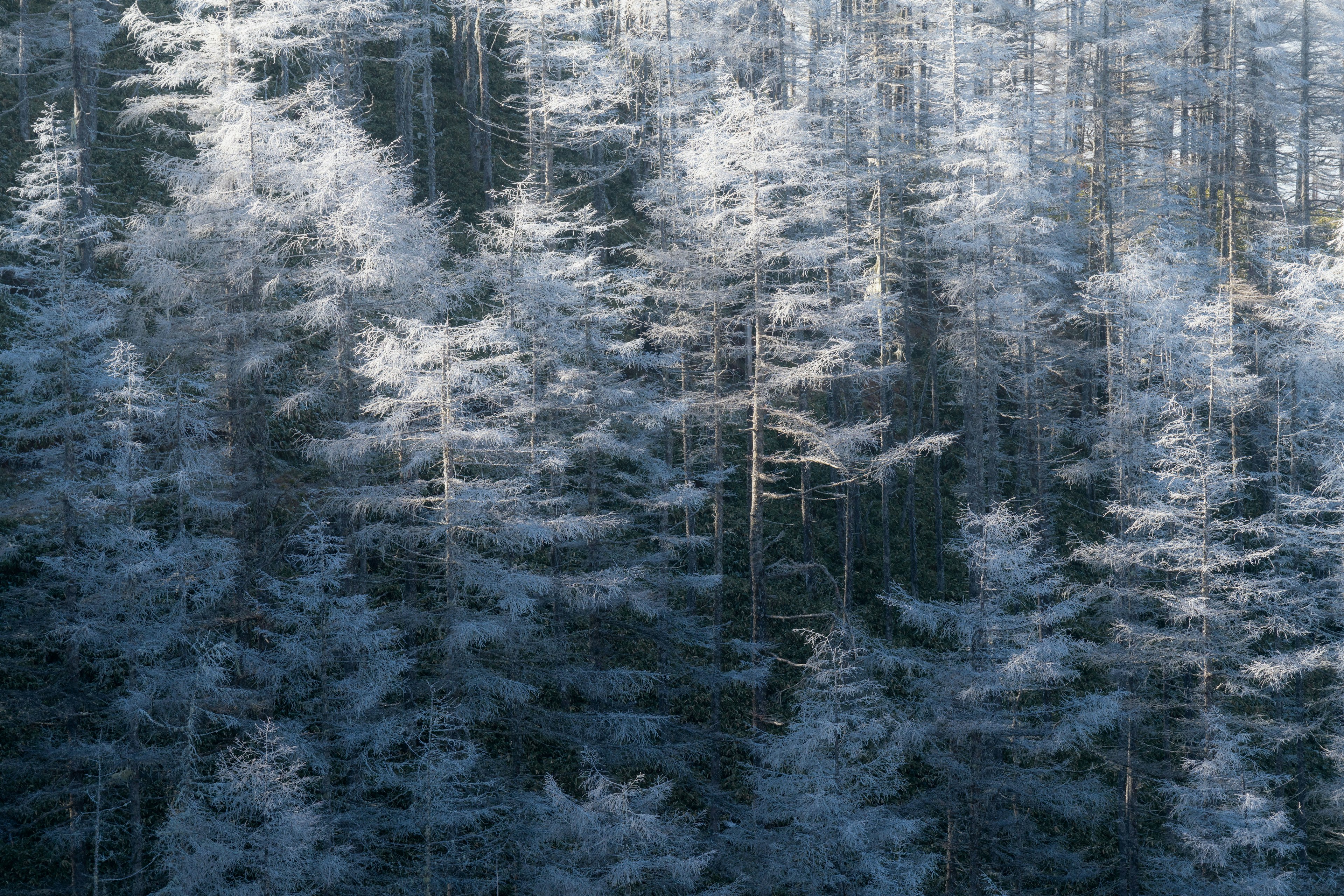 Mit Frost bedeckte Bäume in einem Winterwald