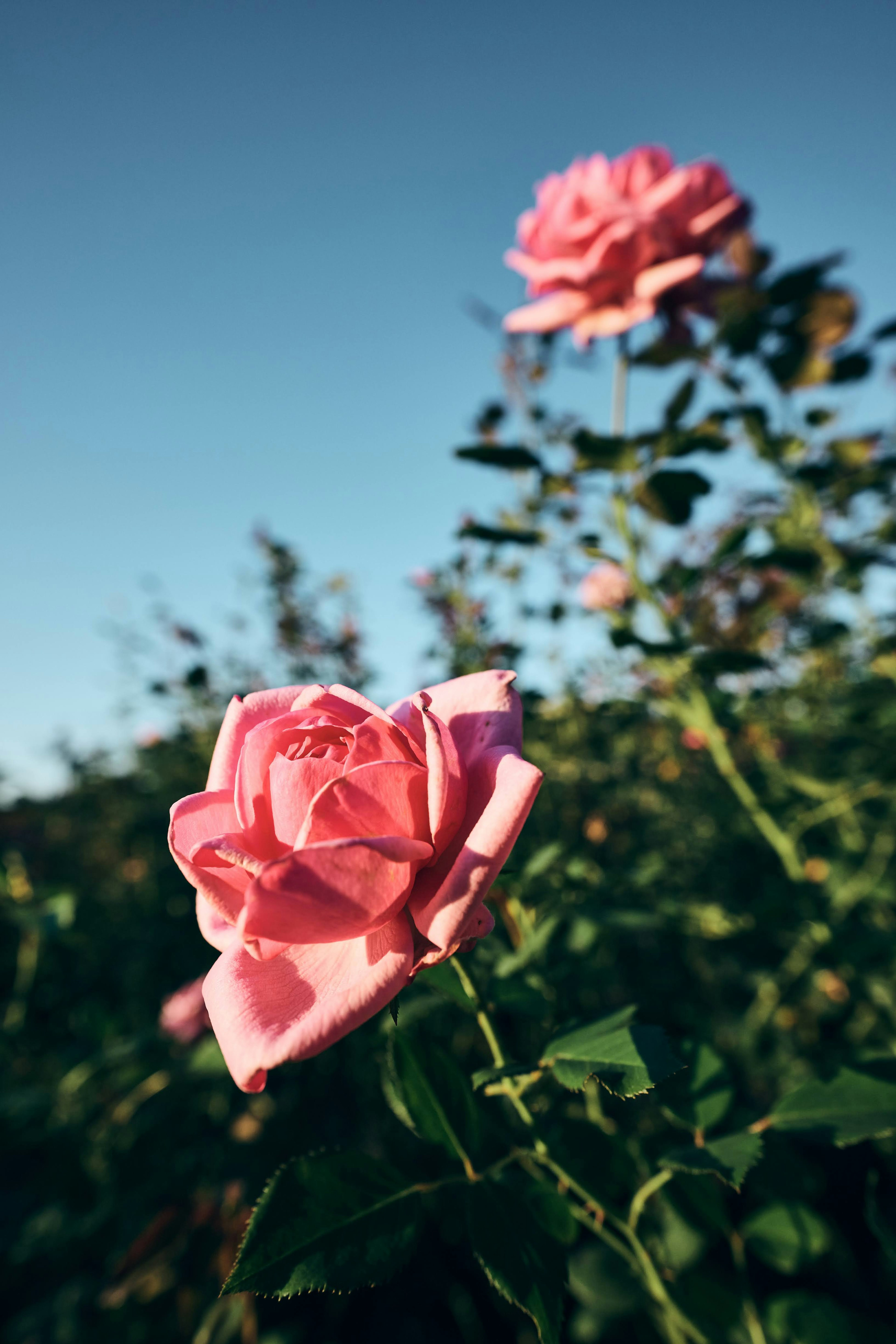 Vibrant pink roses blooming under a clear blue sky