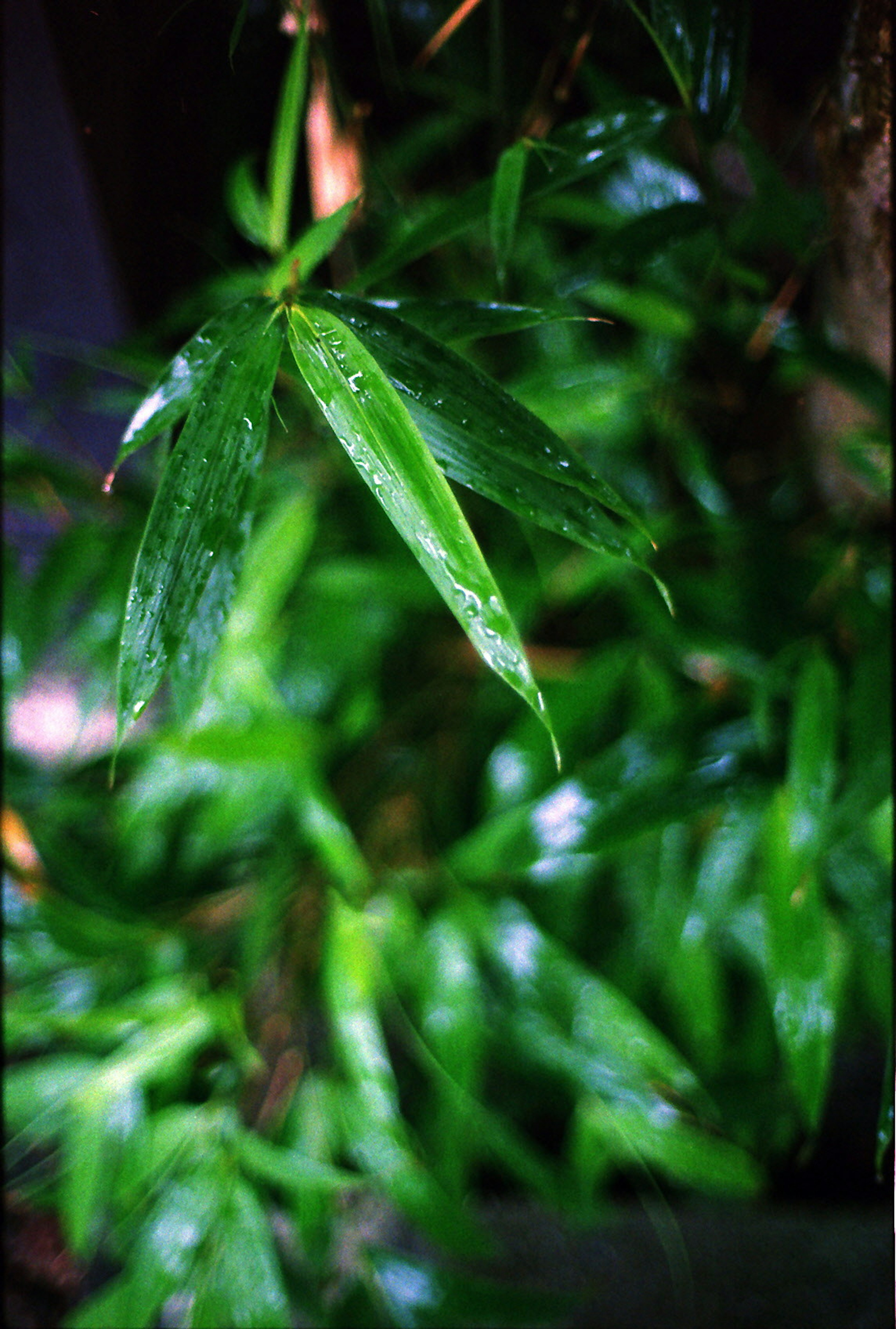 Feuilles vertes luxuriantes brillantes d'eau de pluie