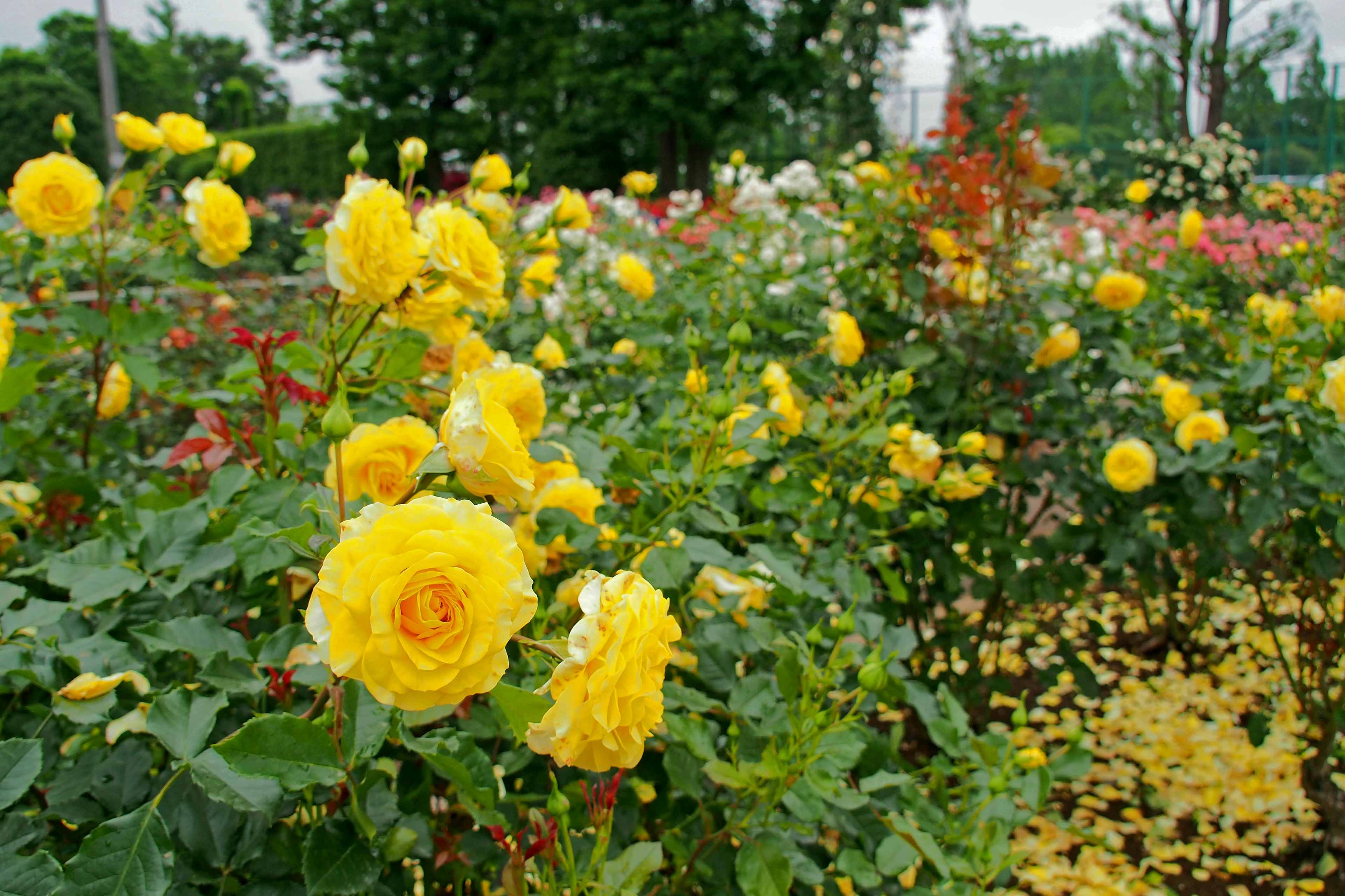 Una escena de jardín con rosas amarillas en flor