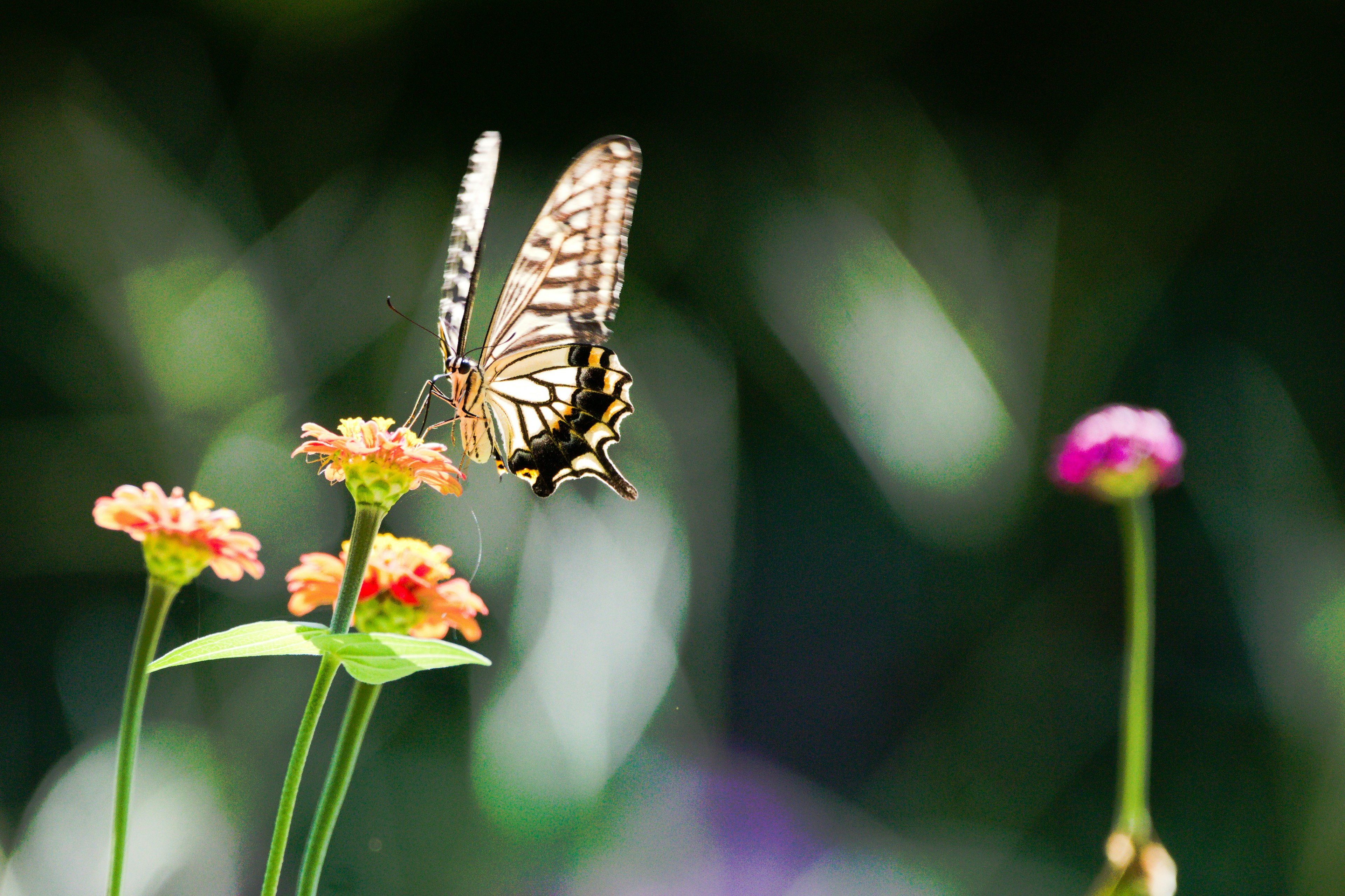 Un papillon planant gracieusement au-dessus de fleurs colorées